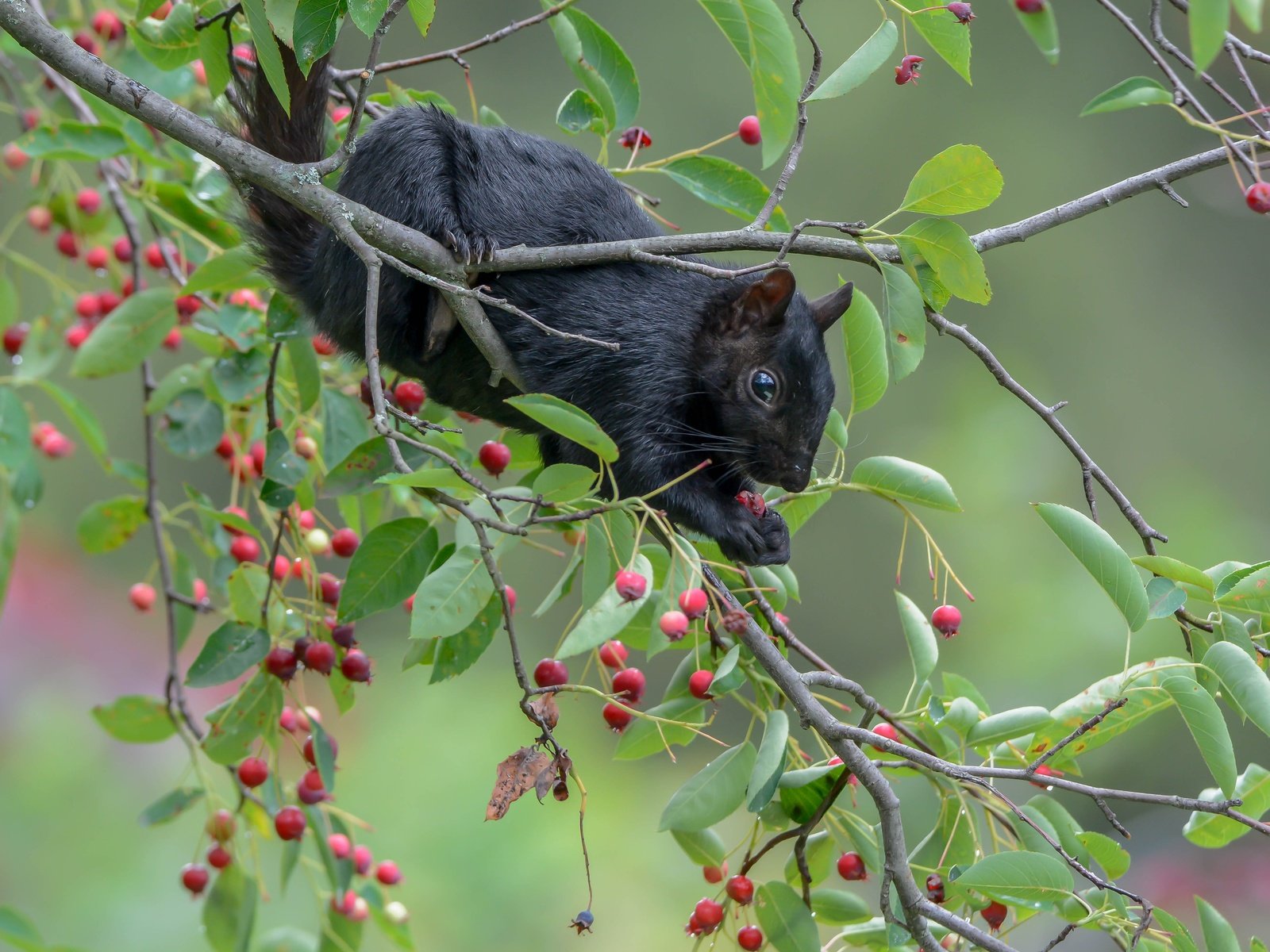 Обои ветки, ягоды, белка, зверек, белочка, ирга, черная белка, branches, berries, protein, animal, squirrel, saskatoon разрешение 4748x3805 Загрузить