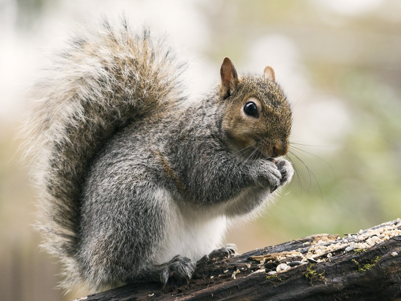 Обои взгляд, белка, зверек, хвост, белочка, грызун, look, protein, animal, tail, squirrel, rodent разрешение 2048x1471 Загрузить