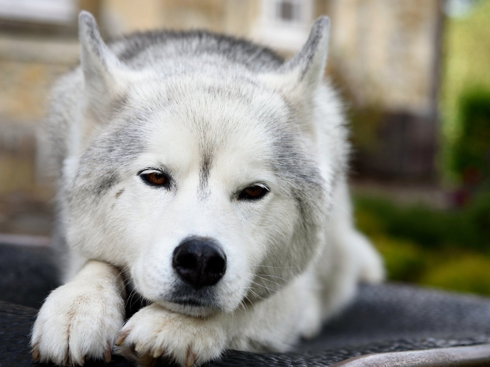 Обои мордочка, взгляд, собака, хаски, друг, сибирский хаски, muzzle, look, dog, husky, each, siberian husky разрешение 2048x1367 Загрузить