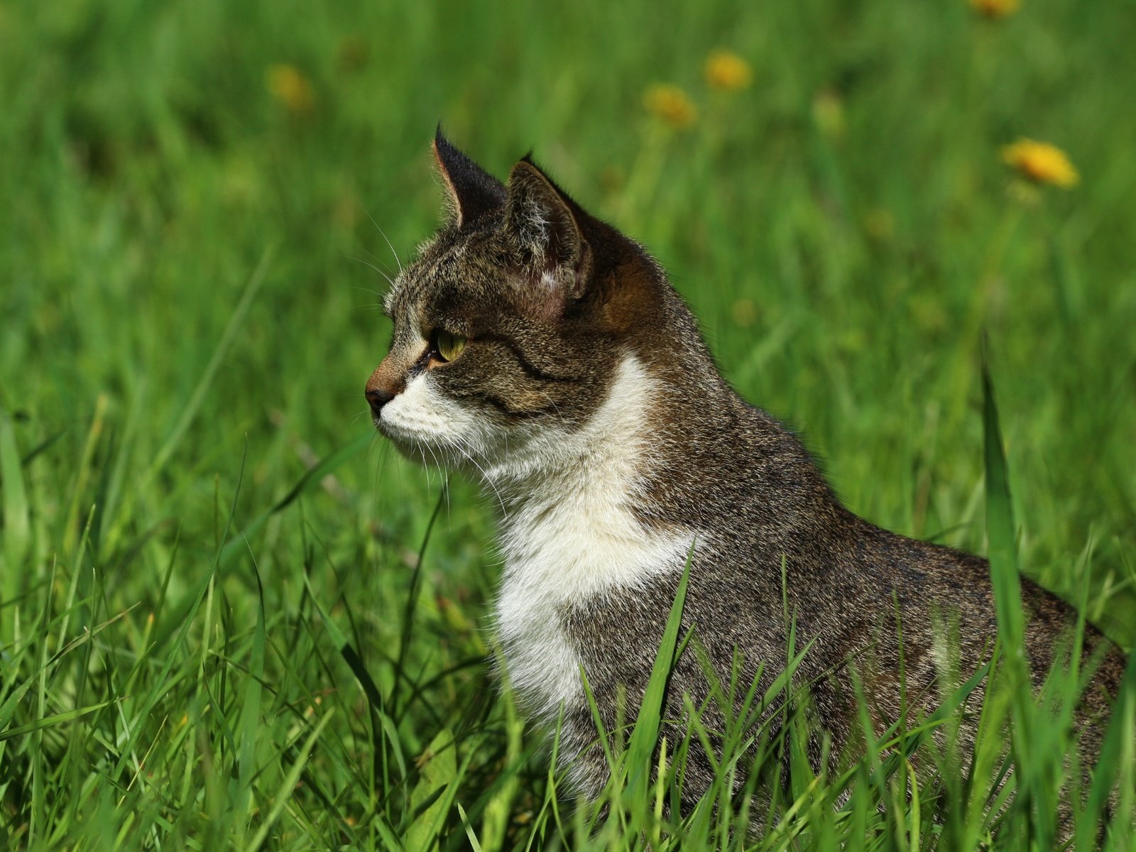 Обои трава, зелень, кошка, взгляд, профиль, травка, grass, greens, cat, look, profile, weed разрешение 1920x1280 Загрузить