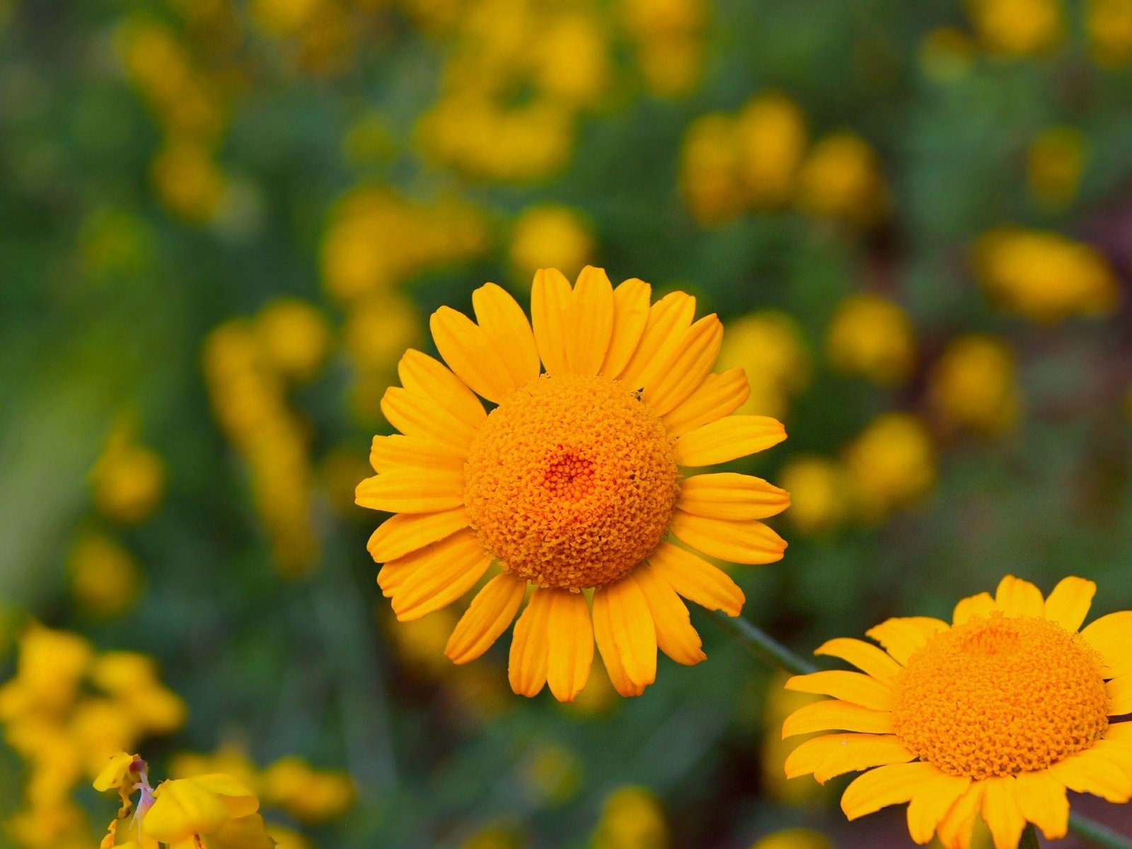 Обои цветы, лепестки, желтые цветы, антемис, пупавка, flowers, petals, yellow flowers, anthemis, chamomile разрешение 3000x1864 Загрузить