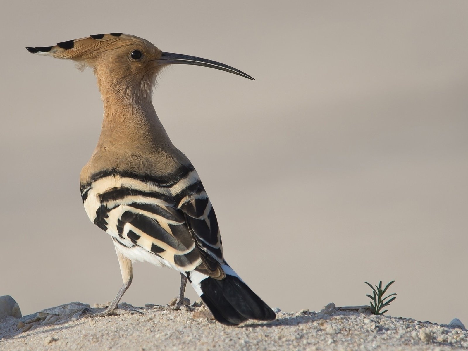 Обои животные, птица, клюв, перья, удод, animals, bird, beak, feathers, hoopoe разрешение 2048x1242 Загрузить