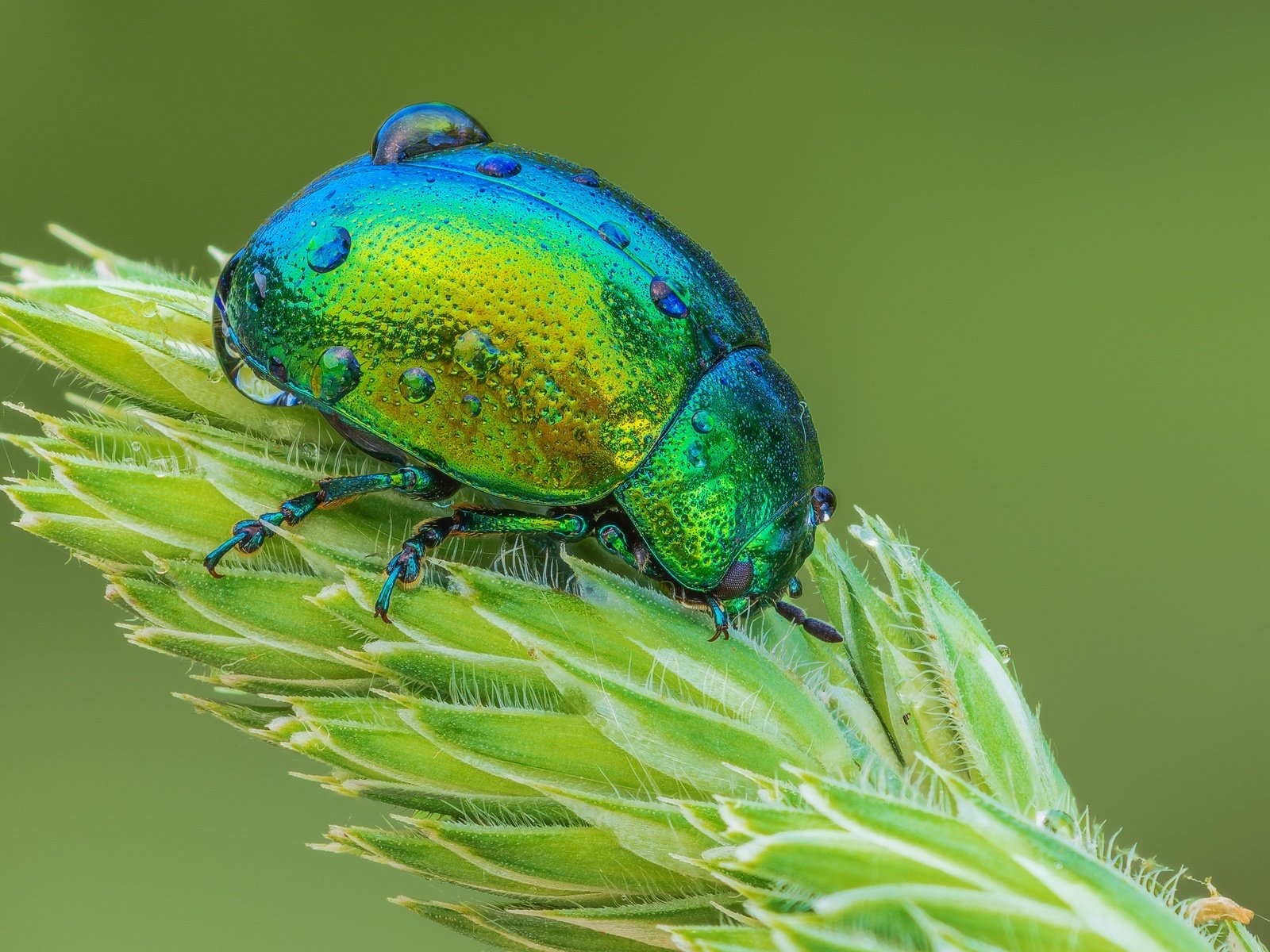 Обои жук, макро, насекомое, капли, растение, листоед, beetle, macro, insect, drops, plant, the leaf beetle разрешение 3600x2400 Загрузить