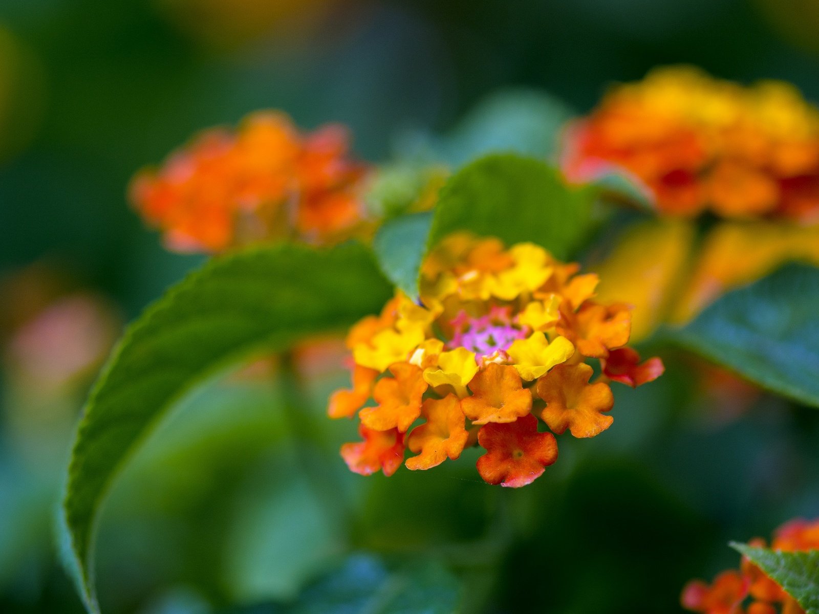 Обои цветы, листья, макро, фон, лантана, flowers, leaves, macro, background, lantana разрешение 2048x1397 Загрузить