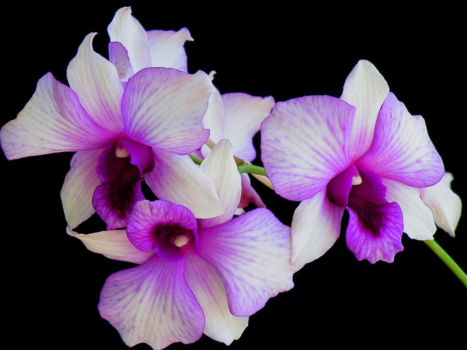 Обои цветы, макро, фон, лепестки, черный фон, орхидея, flowers, macro, background, petals, black background, orchid разрешение 2350x1560 Загрузить
