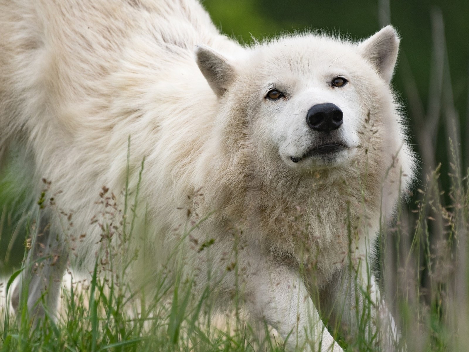 Обои морда, трава, природа, взгляд, белый, волк, арктический волк, face, grass, nature, look, white, wolf, arctic wolf разрешение 2048x1280 Загрузить