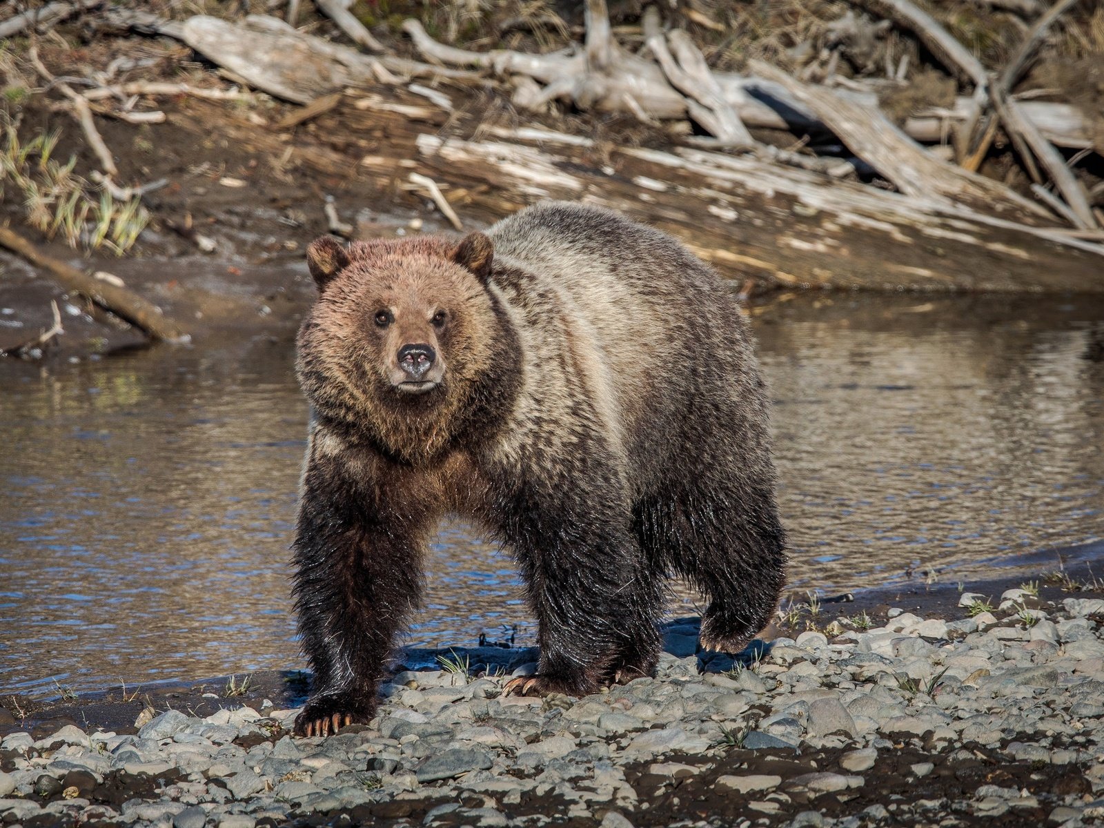 Обои морда, река, природа, лето, взгляд, медведь, face, river, nature, summer, look, bear разрешение 2048x1369 Загрузить