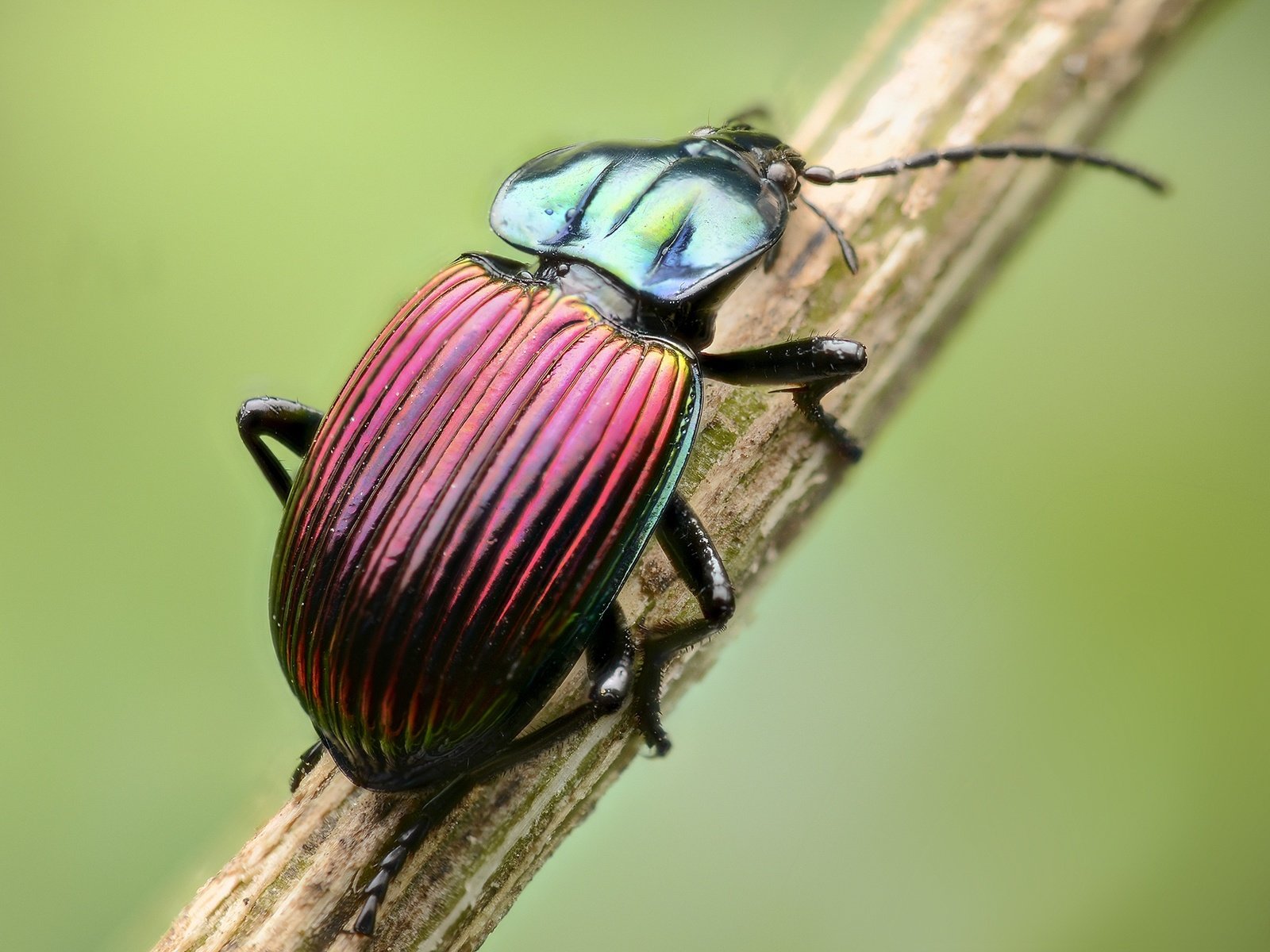 Обои жук, макро, насекомое, стебель, beetle, macro, insect, stem разрешение 2000x1325 Загрузить