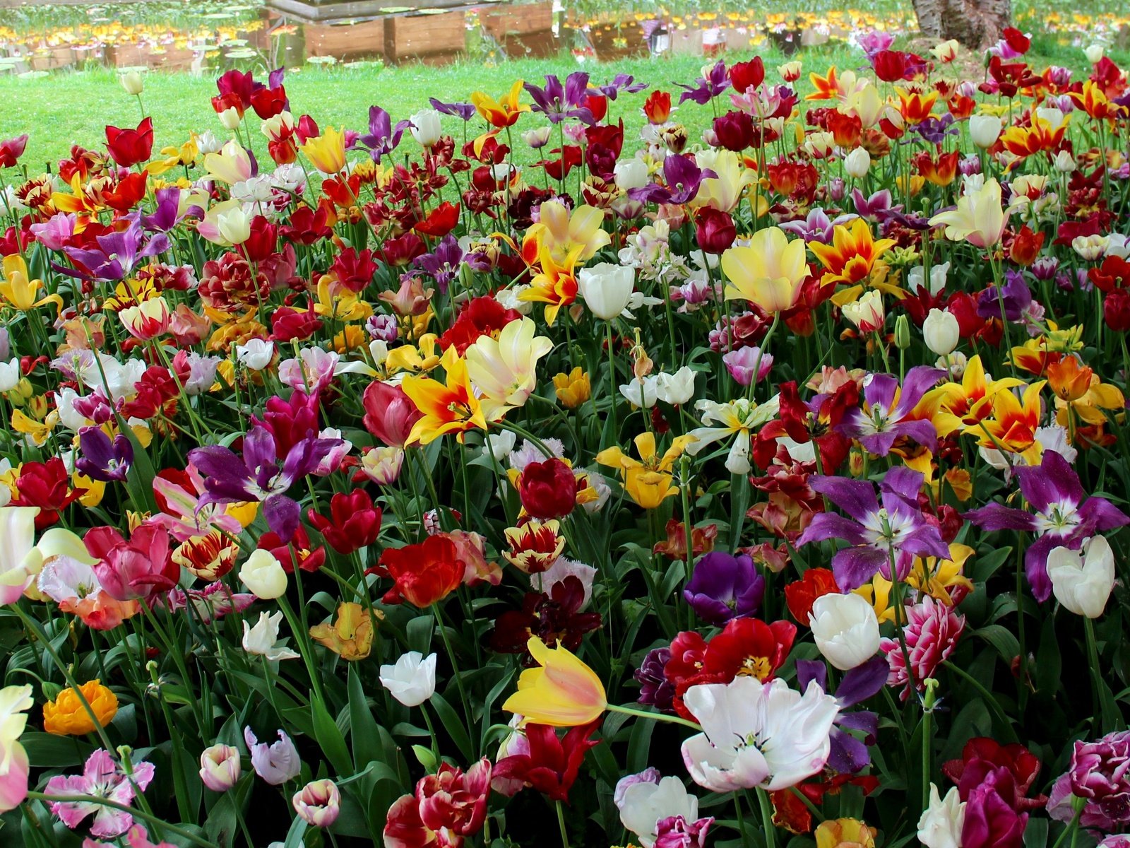 Обои цветы, тюльпаны, нидерланды, голландия, keukenhof, flowers, tulips, netherlands, holland разрешение 4000x2390 Загрузить