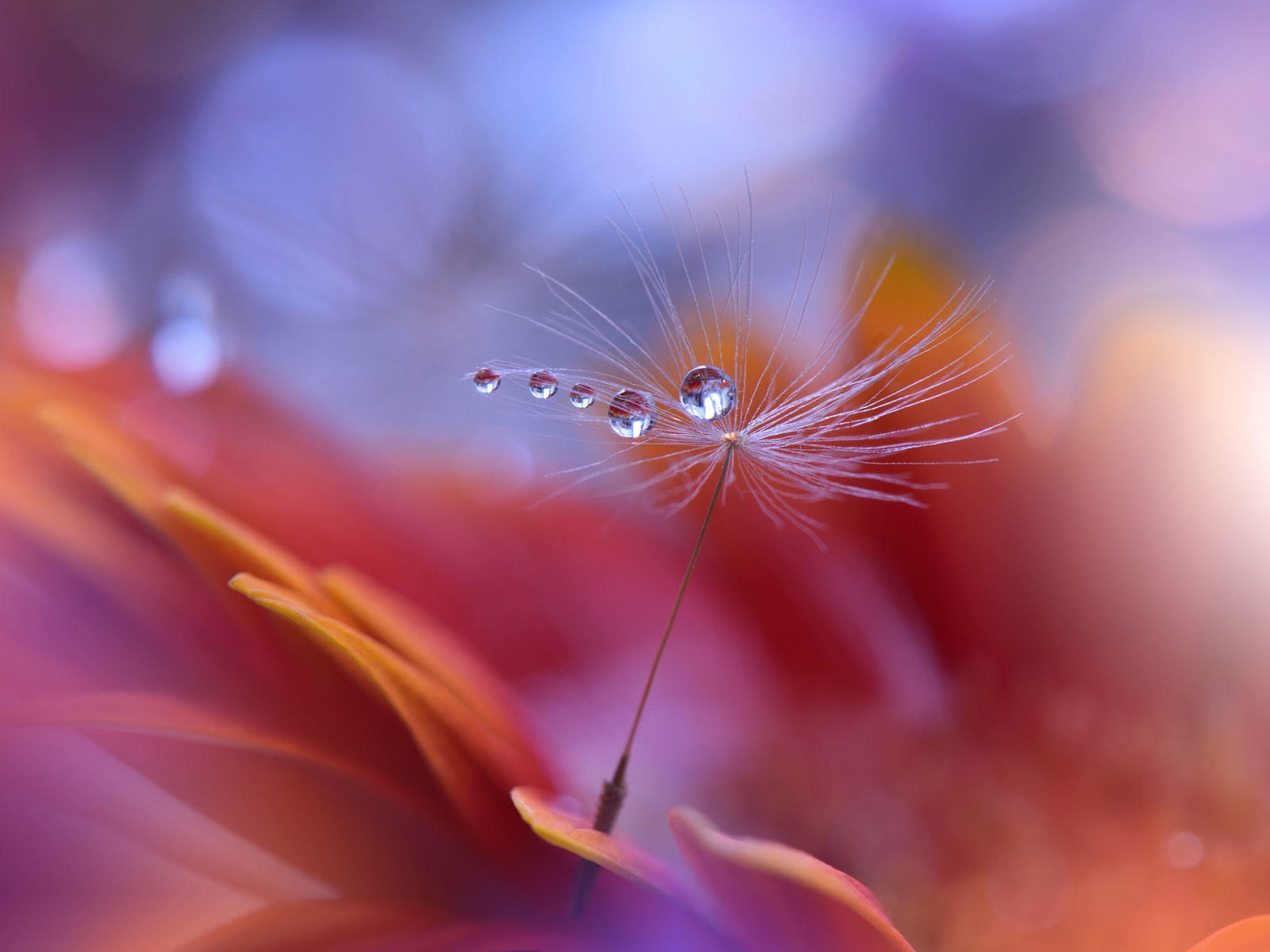 Обои цветок, капли, лепестки, пушинка, былинка, juliana nan, flower, drops, petals, fluff, blade of grass разрешение 2000x1366 Загрузить