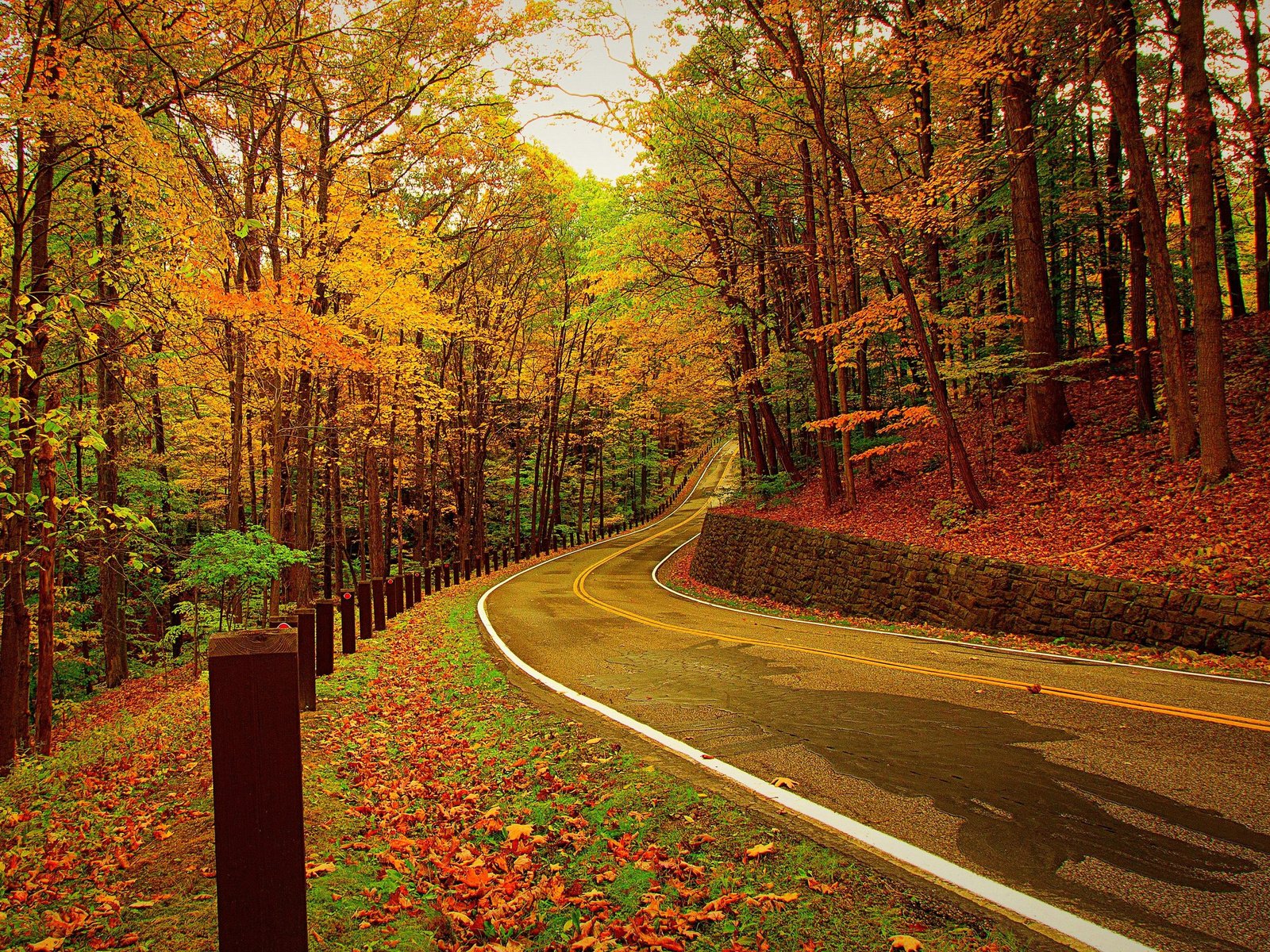 Обои дорога, деревья, лес, листья, осень, road, trees, forest, leaves, autumn разрешение 3010x1720 Загрузить