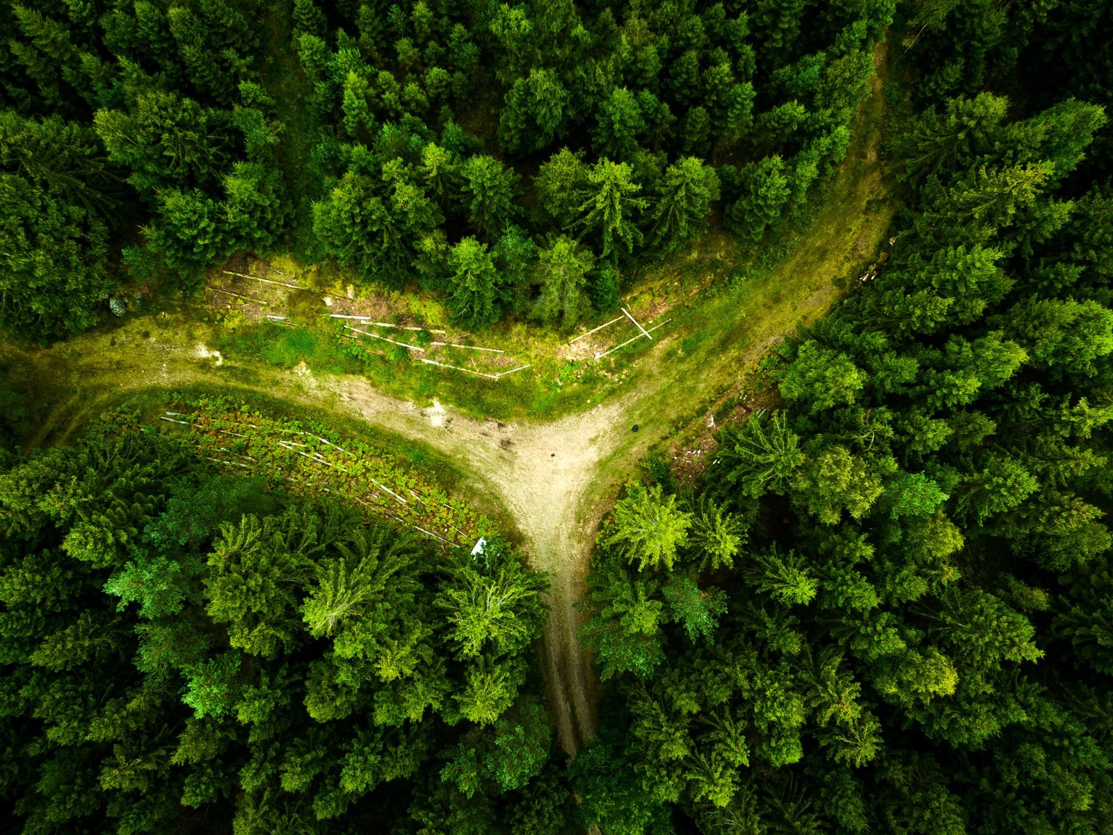 Фото дерева сверху