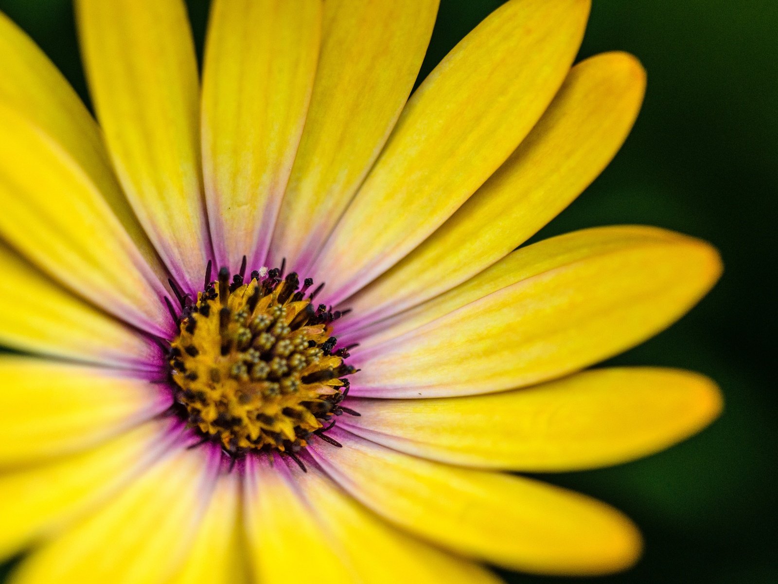 Обои макро, цветок, лепестки, жёлтая, гербера, маргаритка, macro, flower, petals, yellow, gerbera, daisy разрешение 4551x2932 Загрузить