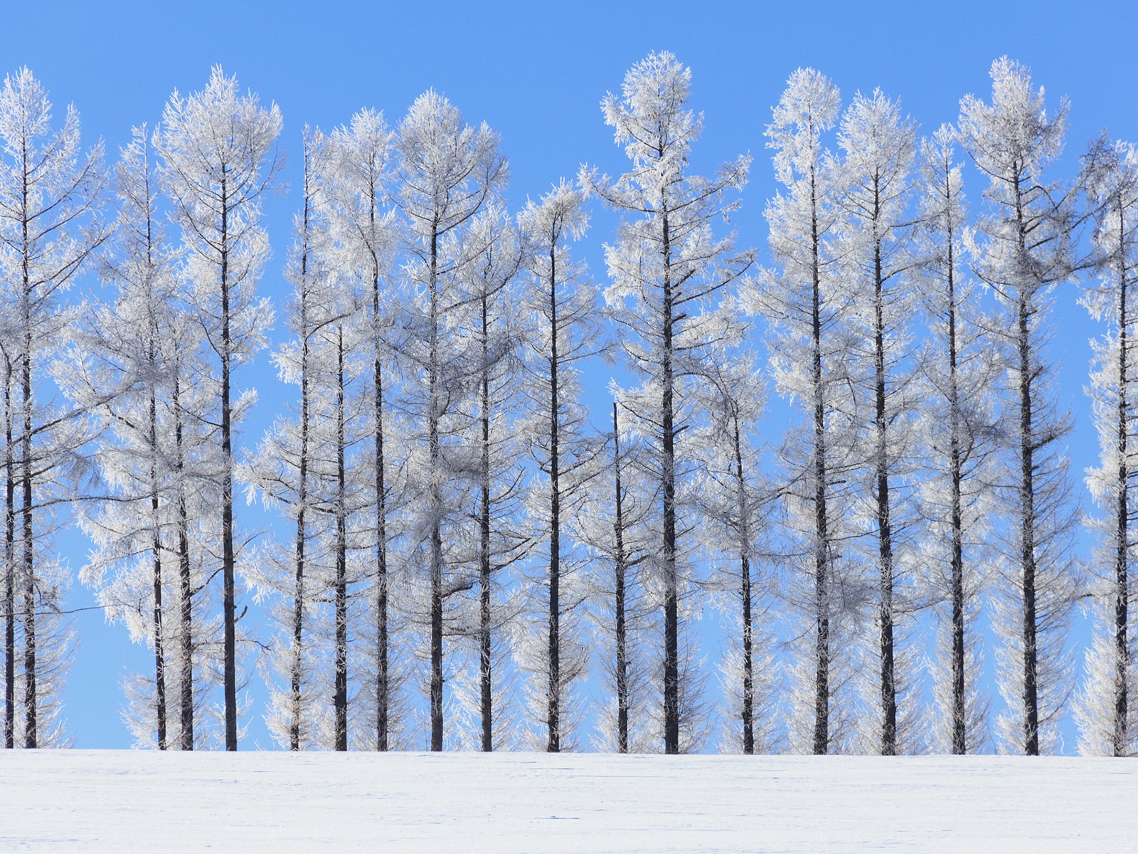 Обои небо, деревья, природа, зима, пейзаж, стволы, norihiko araki, the sky, trees, nature, winter, landscape, trunks разрешение 1920x1200 Загрузить