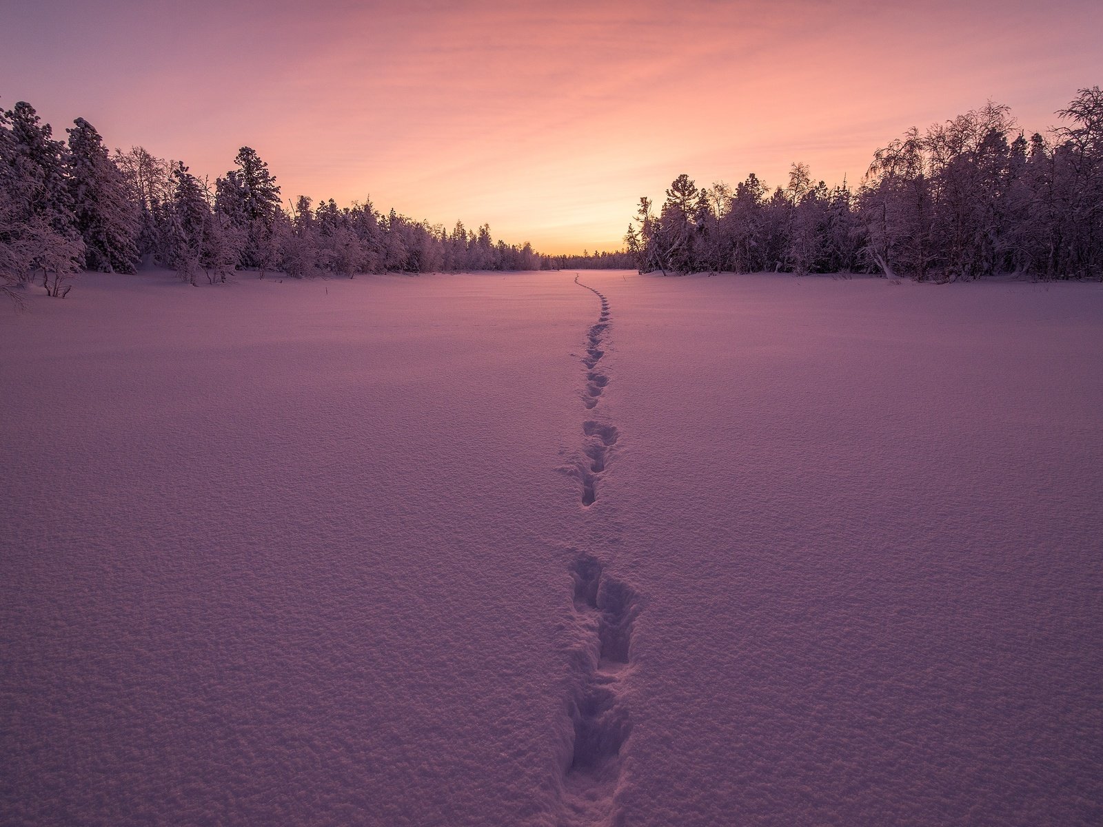 Обои деревья, снег, закат, зима, следы, trees, snow, sunset, winter, traces разрешение 4000x2670 Загрузить