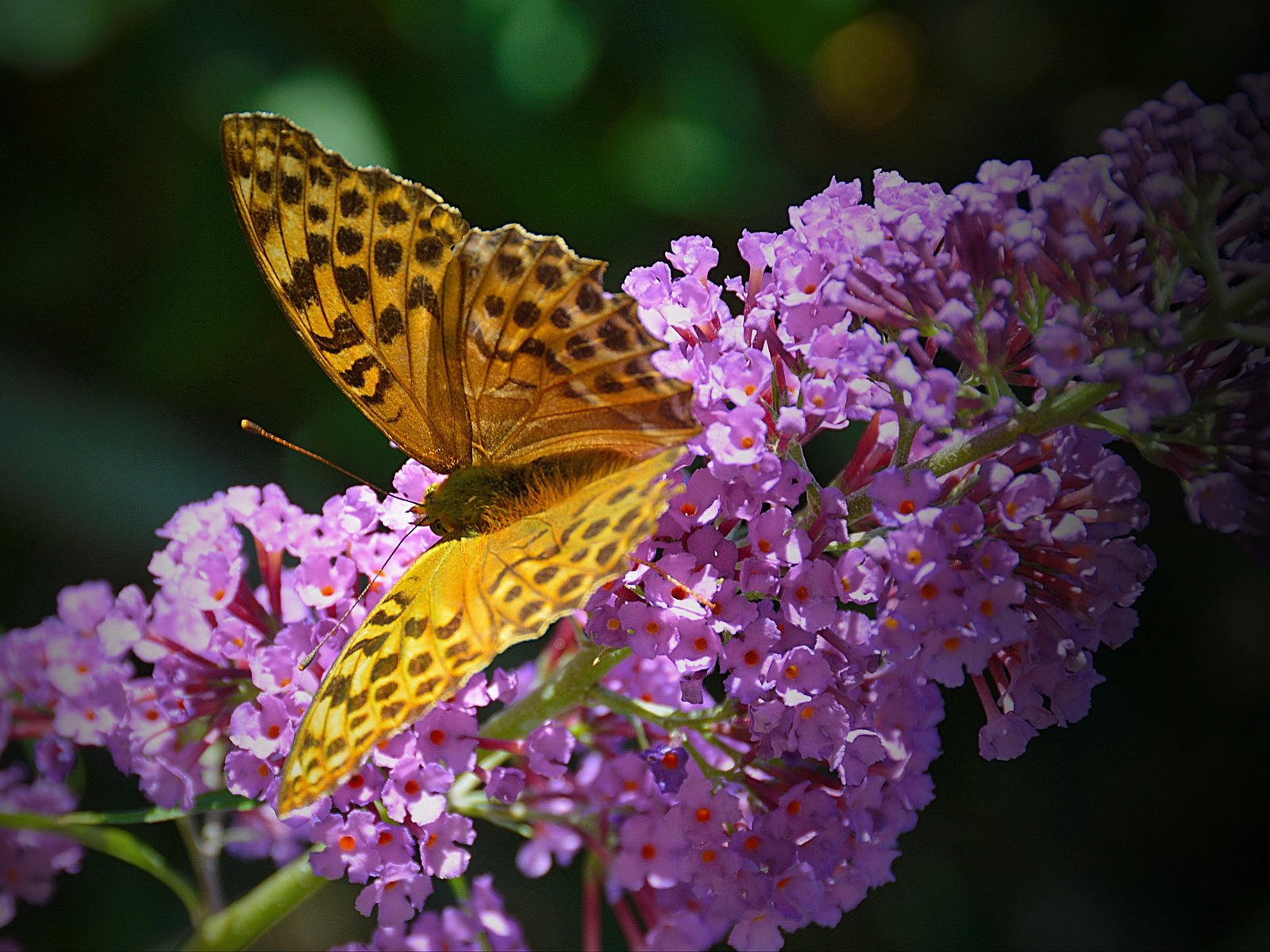 Обои насекомое, бабочка, крылья, цветочки, insect, butterfly, wings, flowers разрешение 4308x2987 Загрузить