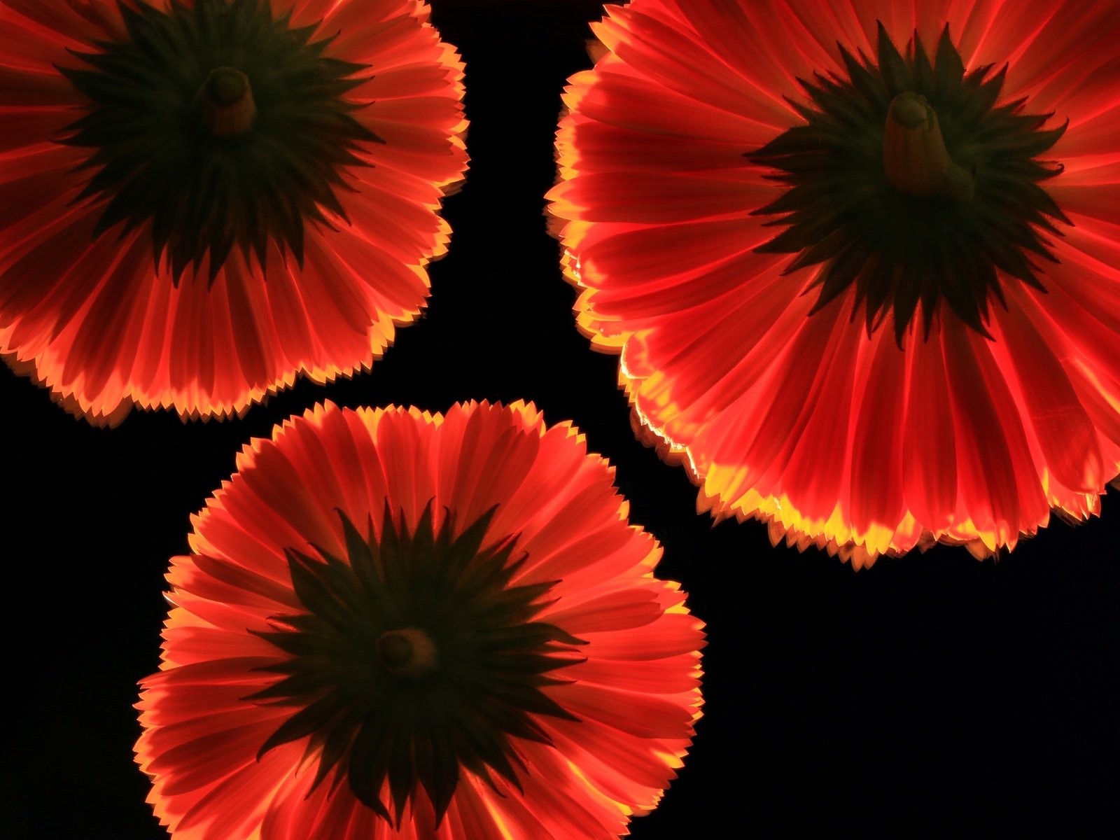 Обои цветы, фон, лепестки, красные, черный фон, герберы, flowers, background, petals, red, black background, gerbera разрешение 2048x1365 Загрузить