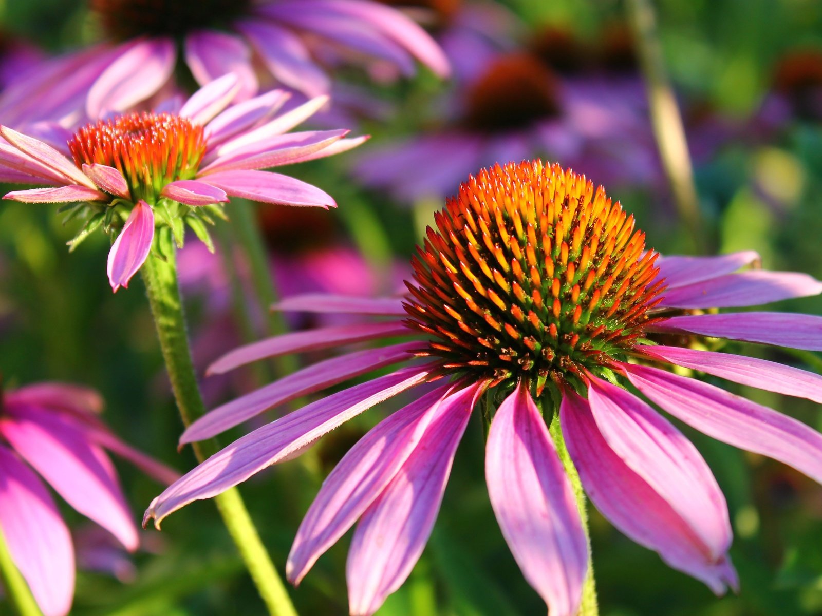 Обои цветы, природа, лепестки, эхинацея, flowers, nature, petals, echinacea разрешение 4272x2848 Загрузить