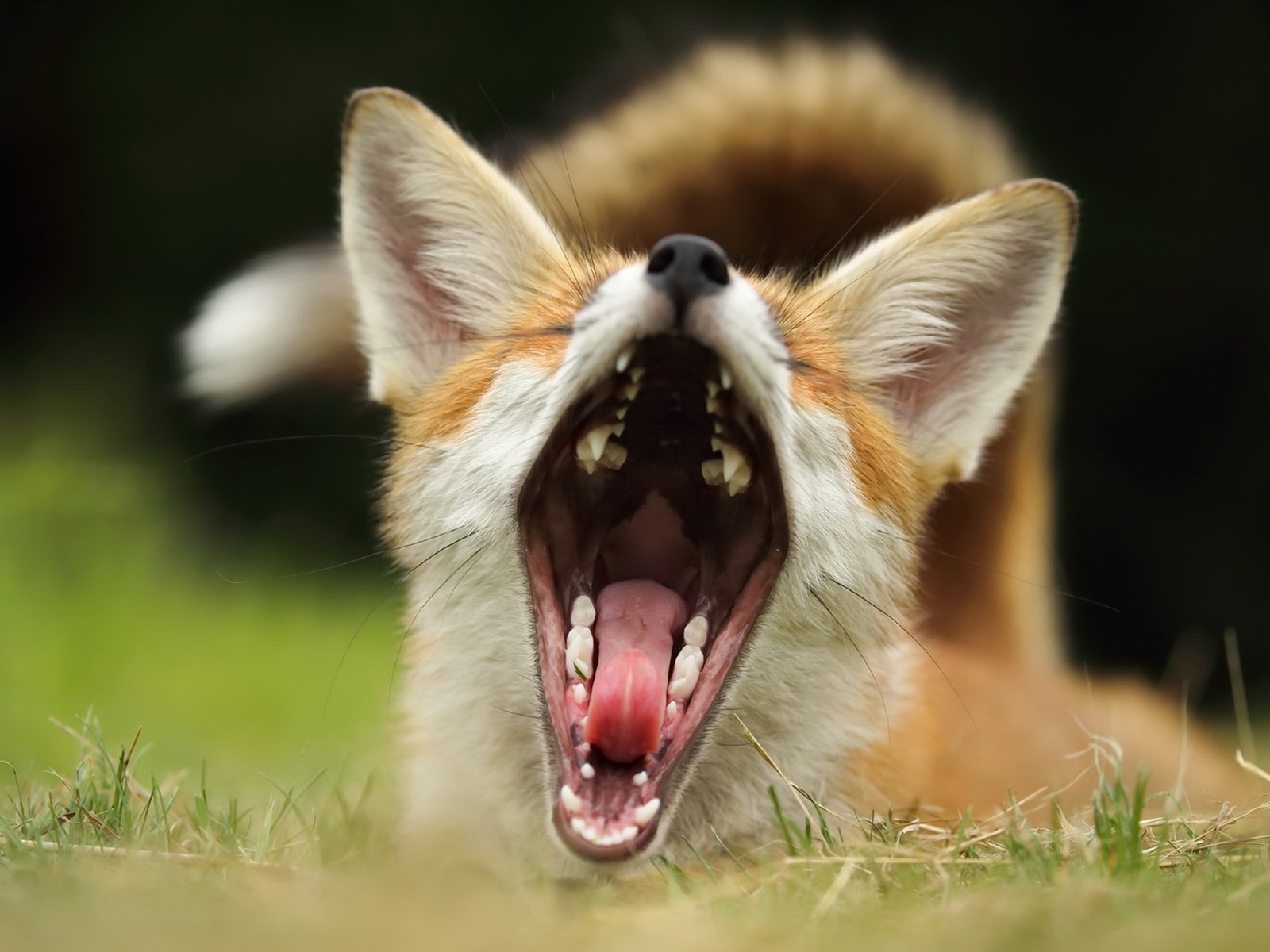 Обои трава, фон, лиса, лисица, зубы, уши, язык, пасть, grass, background, fox, teeth, ears, language, mouth разрешение 1920x1279 Загрузить