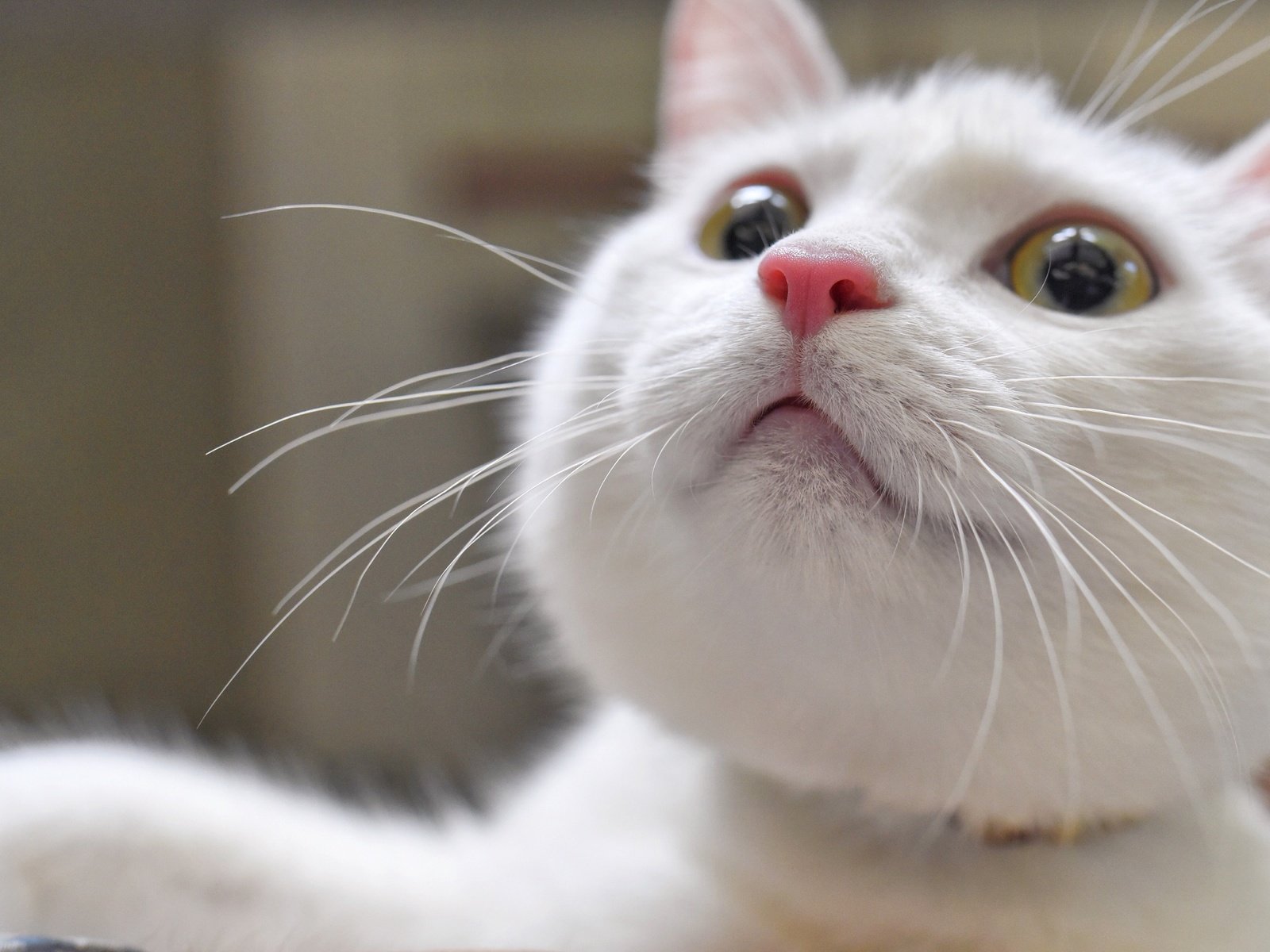 Обои глаза, кот, мордочка, усы, кошка, взгляд, белая, eyes, cat, muzzle, mustache, look, white разрешение 2500x1669 Загрузить