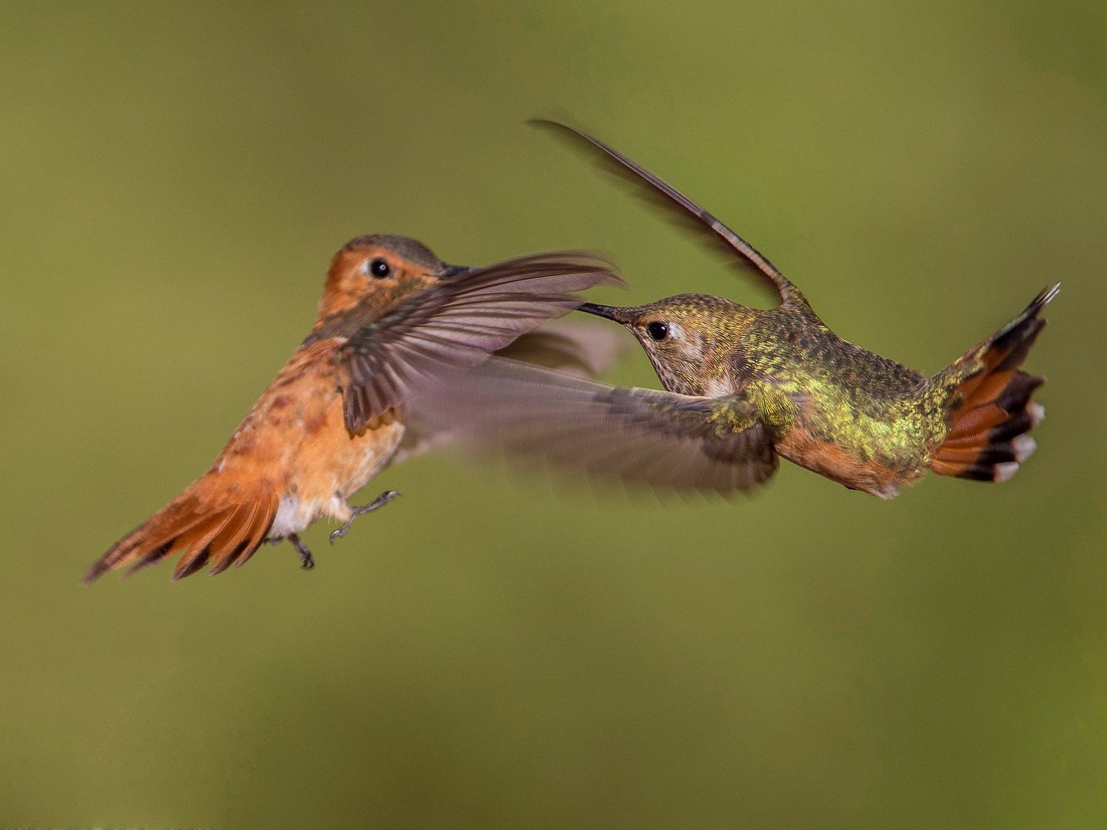 Обои крылья, птица, клюв, пара, колибри, охристый колибри, wings, bird, beak, pair, hummingbird, buffy hummingbird разрешение 2048x1365 Загрузить