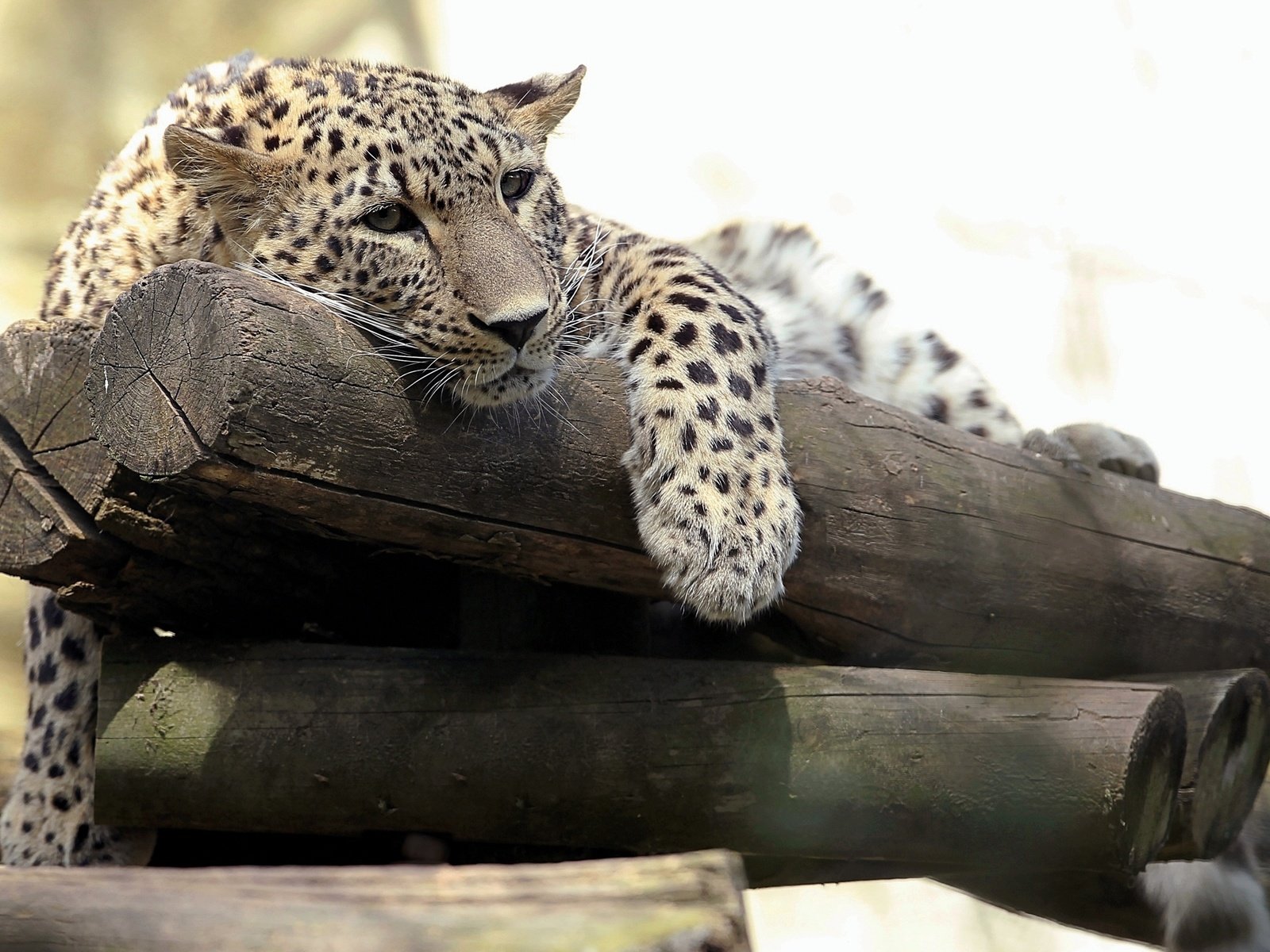 Обои морда, взгляд, леопард, хищник, бревна, дикая кошка, face, look, leopard, predator, logs, wild cat разрешение 2700x1720 Загрузить