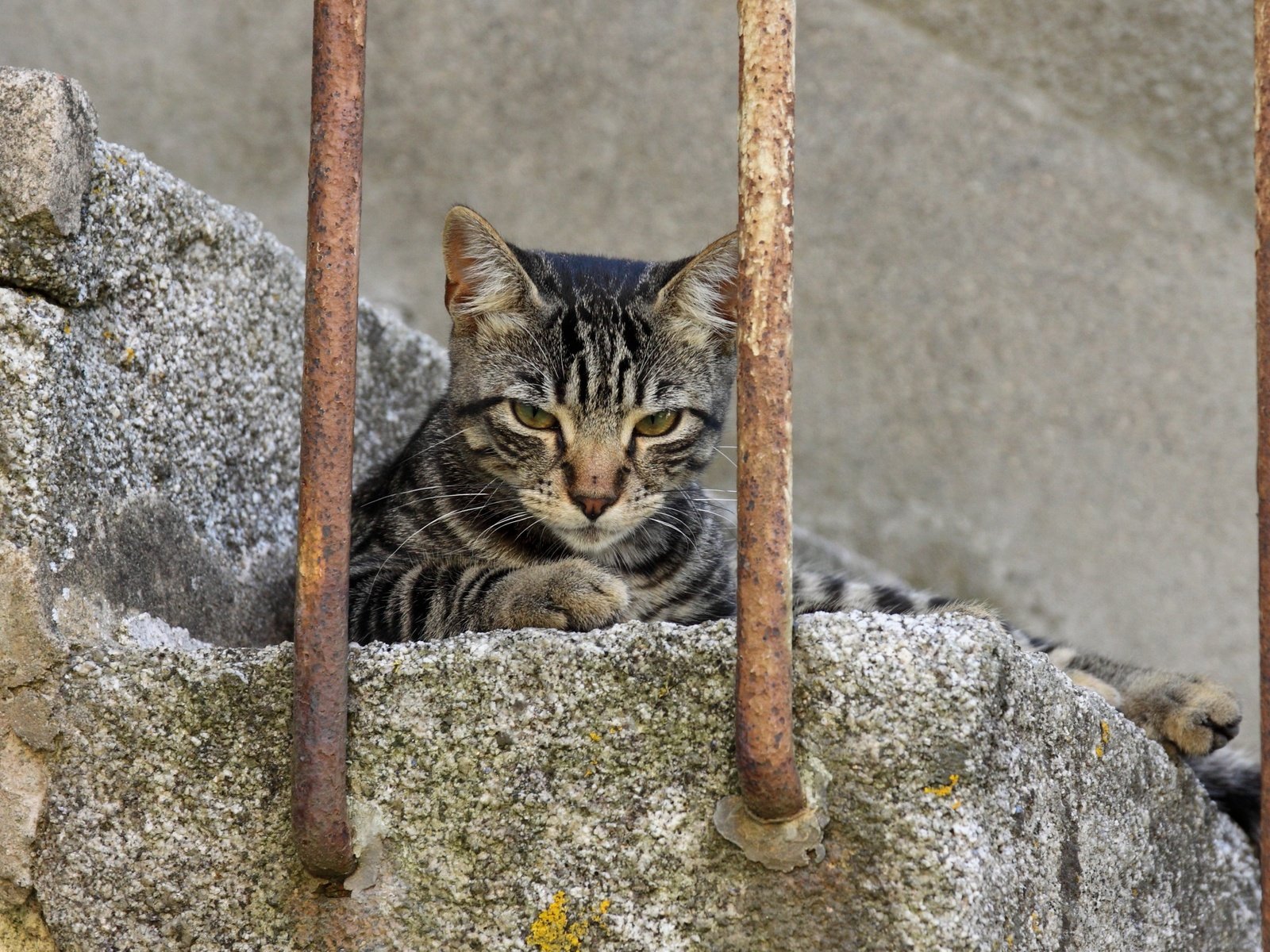 Обои лестница, фон, кот, мордочка, усы, кошка, взгляд, ladder, background, cat, muzzle, mustache, look разрешение 2560x1706 Загрузить