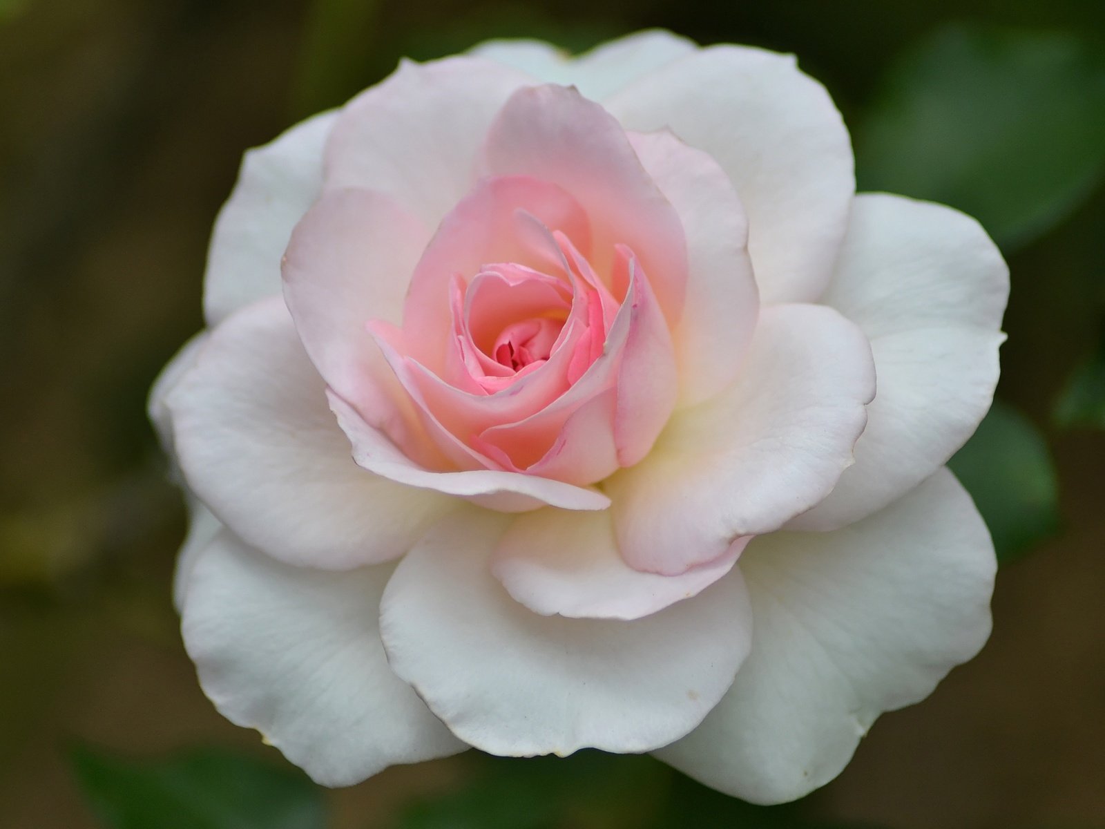 Обои макро, цветок, роза, лепестки, бутон, розовый, macro, flower, rose, petals, bud, pink разрешение 3456x2304 Загрузить