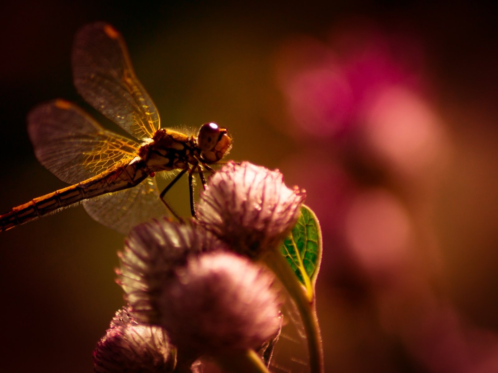 Обои цветы, макро, насекомое, крылья, размытость, стрекоза, flowers, macro, insect, wings, blur, dragonfly разрешение 4445x2804 Загрузить