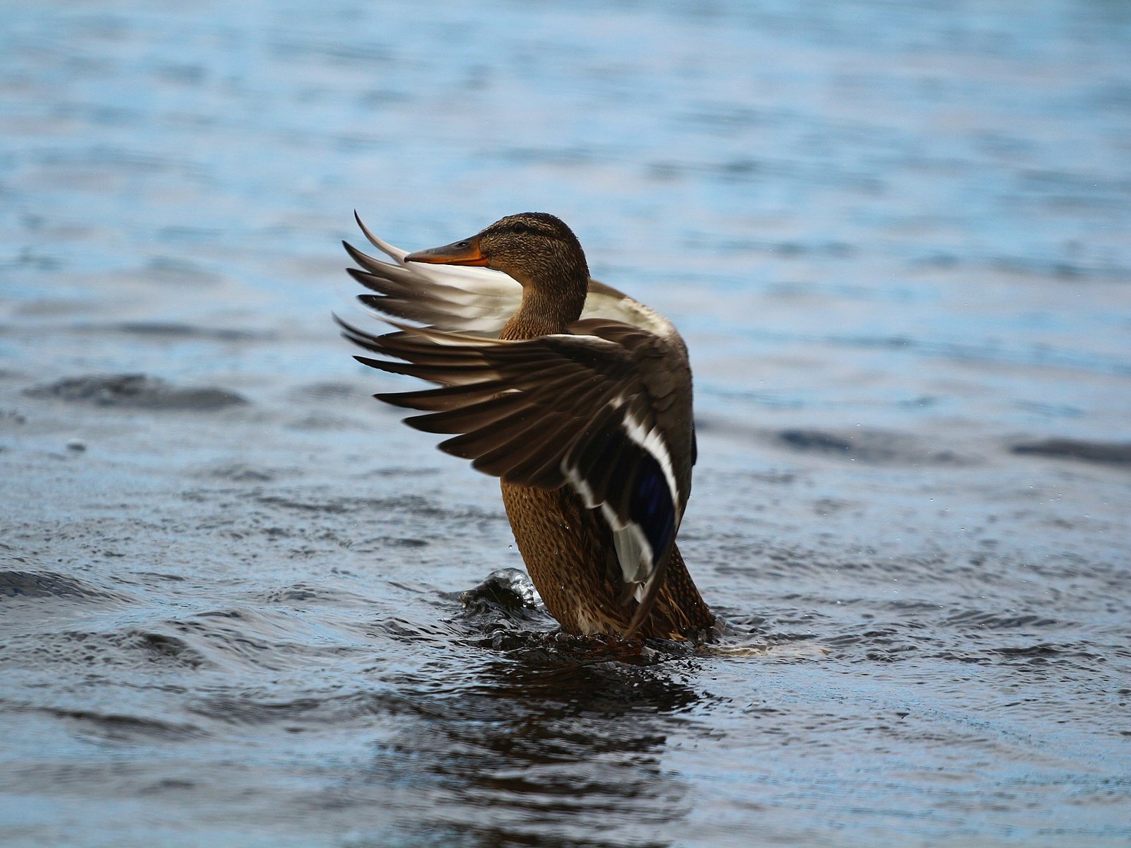 Обои озеро, крылья, птица, перья, озёра, утка, lake, wings, bird, feathers, duck разрешение 1920x1280 Загрузить