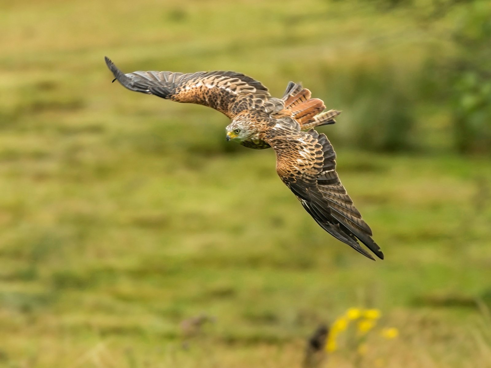 Обои полет, крылья, хищник, птица, коршун, красный коршун, flight, wings, predator, bird, kite, red kite разрешение 2048x1336 Загрузить