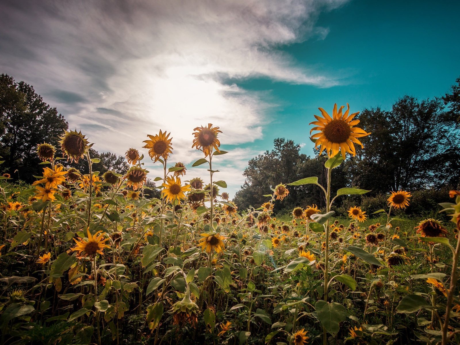 Обои небо, цветы, облака, природа, растения, лето, подсолнухи, the sky, flowers, clouds, nature, plants, summer, sunflowers разрешение 2048x1276 Загрузить