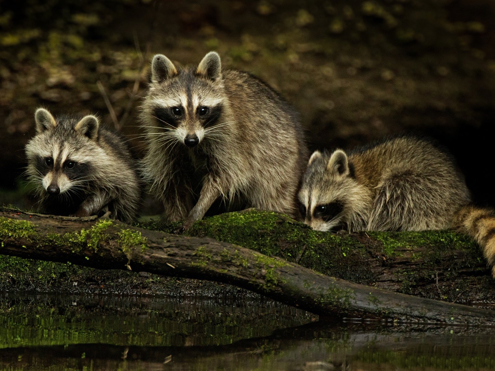 Обои природа, взгляд, семья, еноты, мордочки, nature, look, family, raccoons, faces разрешение 4934x3289 Загрузить