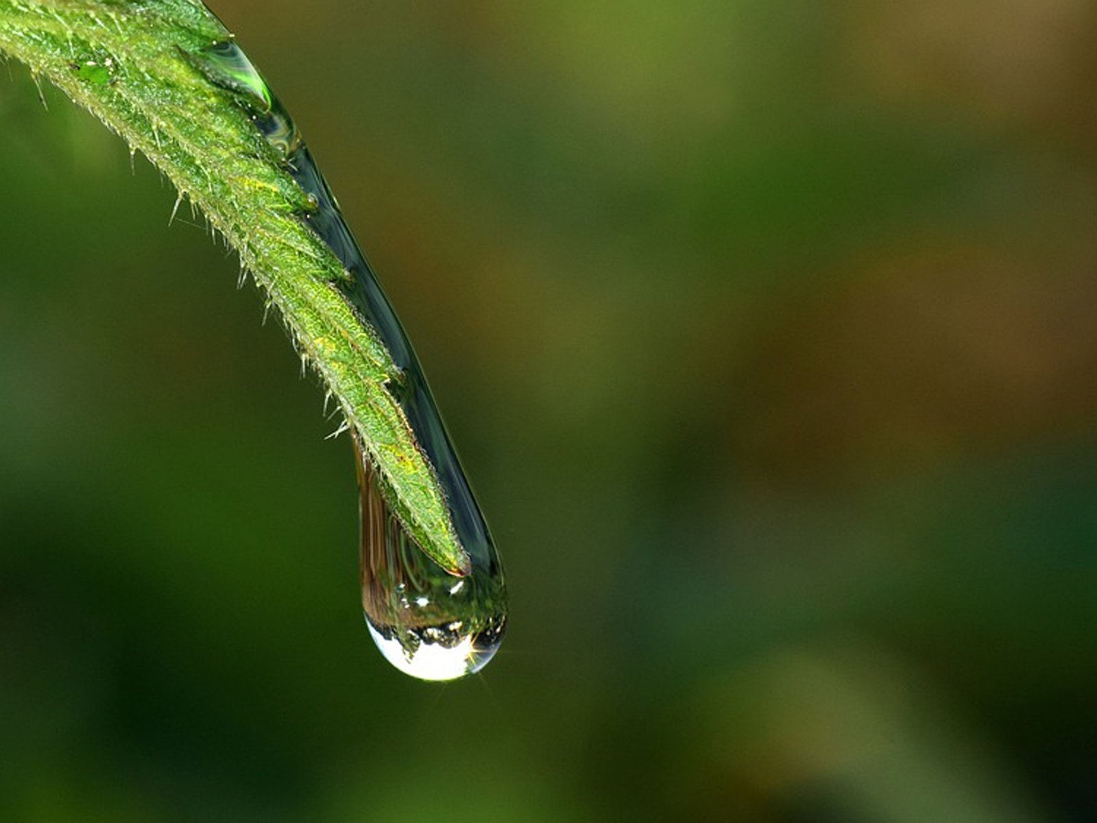 Обои трава, вода, природа, роса, капля, стебель, grass, water, nature, rosa, drop, stem разрешение 4000x2346 Загрузить