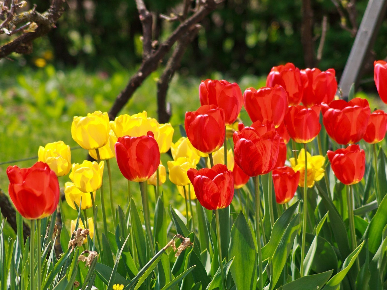 Обои цветы, весна, тюльпаны, красные тюльпаны, жёлтые тюльпаны, flowers, spring, tulips, red tulips, yellow tulips разрешение 2136x1424 Загрузить