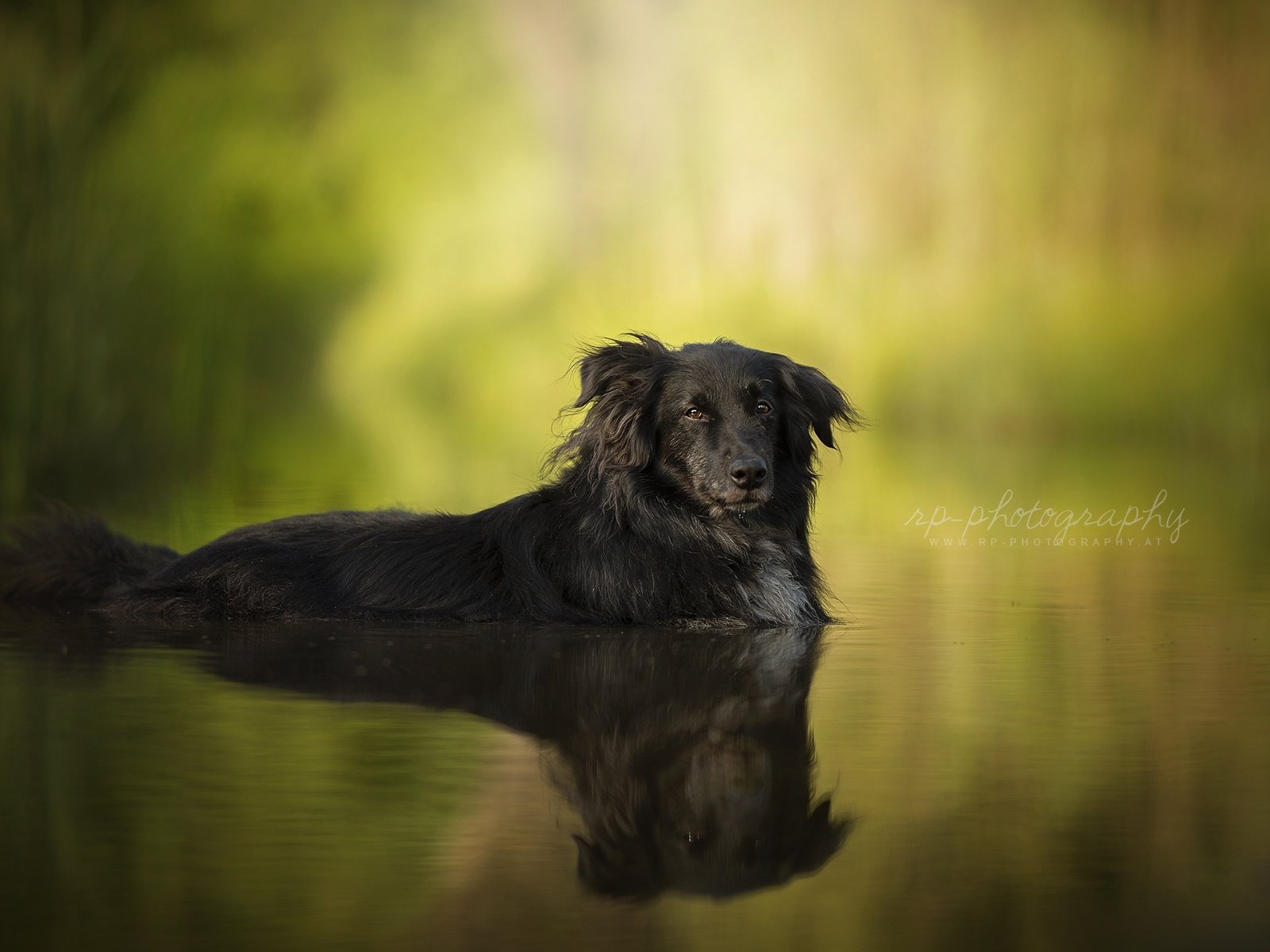 Обои вода, отражение, мордочка, лето, взгляд, собака, друг, ретривер, water, reflection, muzzle, summer, look, dog, each, retriever разрешение 2048x1321 Загрузить