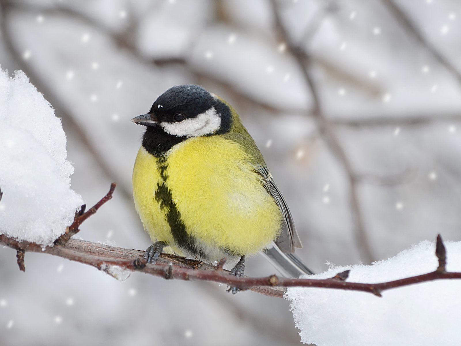 Обои ветка, снег, зима, птица, клюв, перья, синица, branch, snow, winter, bird, beak, feathers, tit разрешение 1920x1200 Загрузить