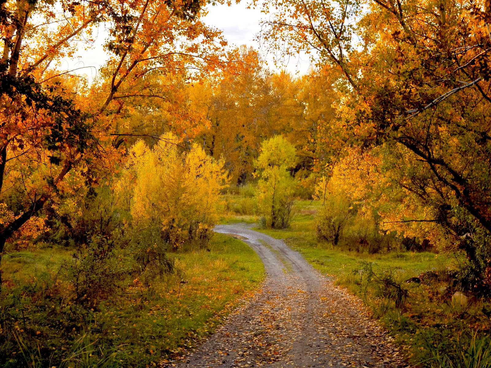 Обои деревья, природа, лес, пейзаж, осень, тропинка, trees, nature, forest, landscape, autumn, path разрешение 1920x1200 Загрузить