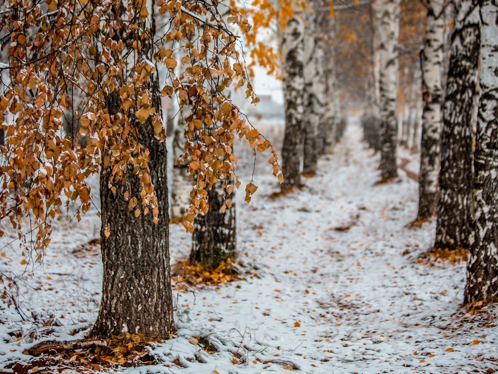 Обои деревья, снег, природа, лес, листья, зима, стволы, березы, trees, snow, nature, forest, leaves, winter, trunks, birch разрешение 2560x1600 Загрузить