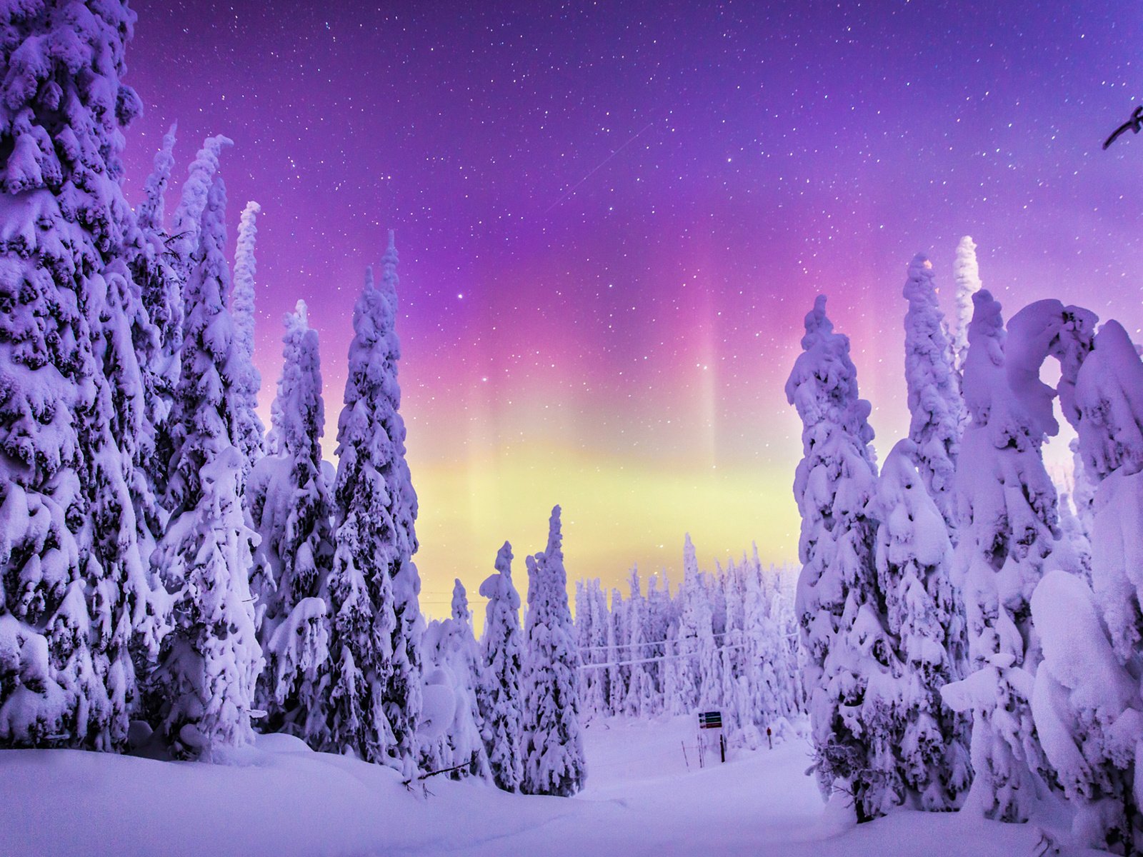 Обои природа, лес, зима, пейзаж, северное сияние, steve rosset, nature, forest, winter, landscape, northern lights разрешение 1920x1200 Загрузить