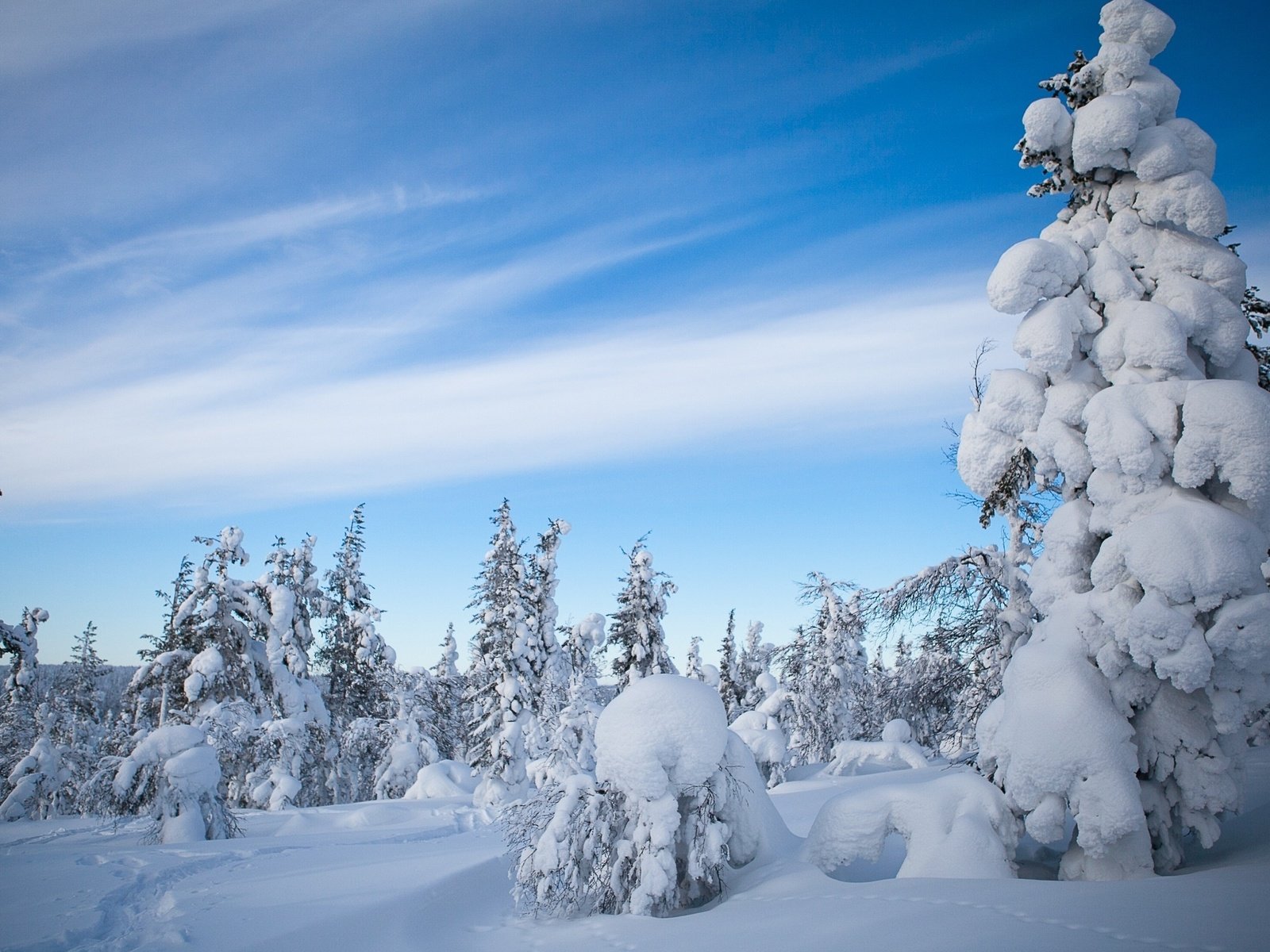 Обои небо, облака, деревья, снег, природа, лес, зима, the sky, clouds, trees, snow, nature, forest, winter разрешение 2560x1600 Загрузить