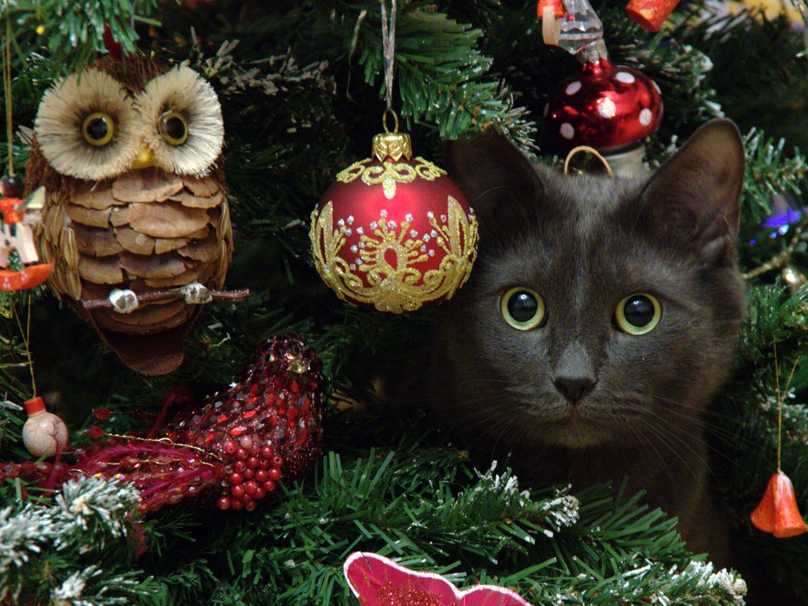 Обои сова, новый год, елка, кот, мордочка, усы, кошка, взгляд, dmitriy ganich, owl, new year, tree, cat, muzzle, mustache, look разрешение 1920x1200 Загрузить