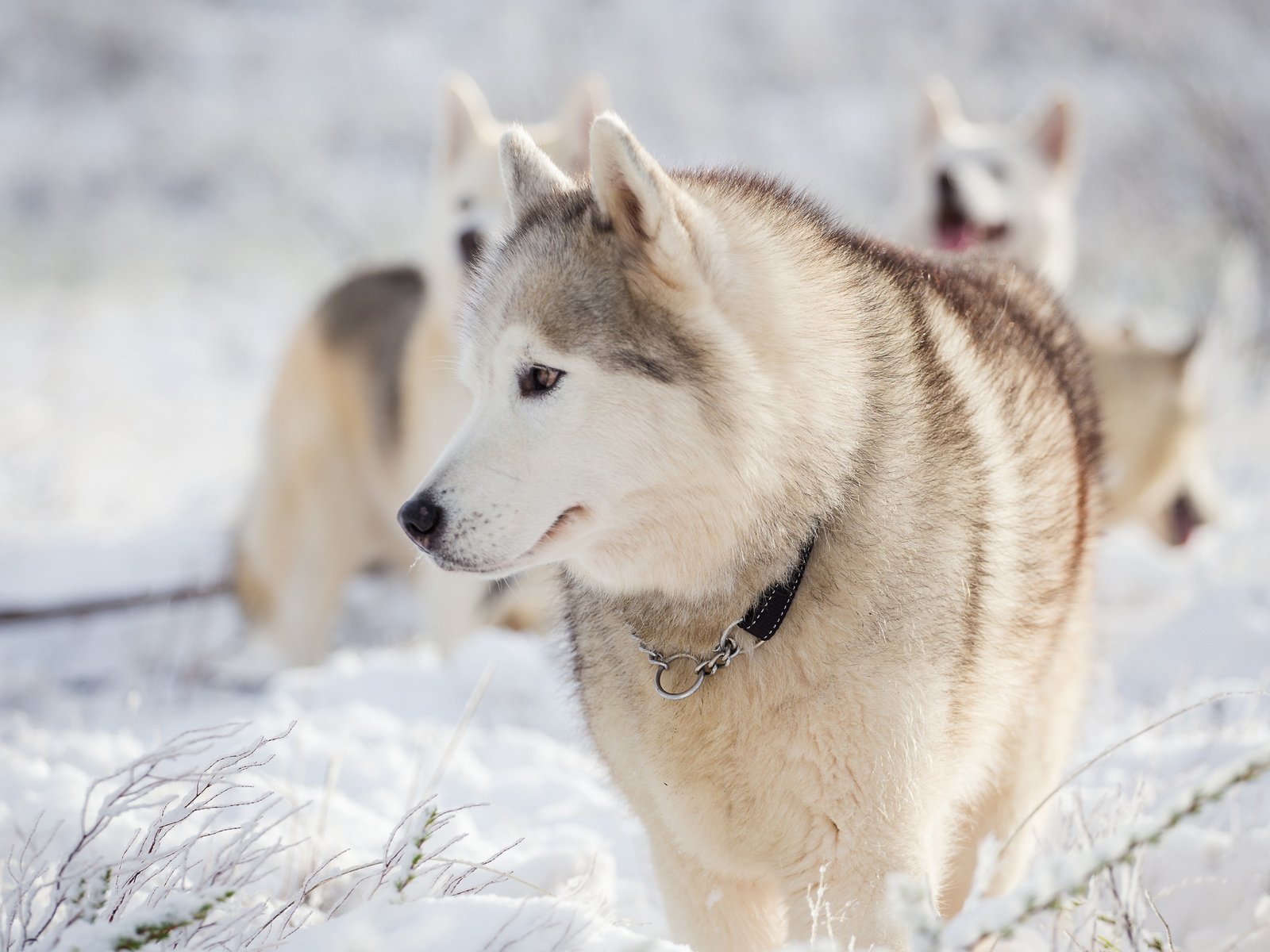 Обои снег, зима, мордочка, взгляд, хаски, собаки, snow, winter, muzzle, look, husky, dogs разрешение 3840x2400 Загрузить