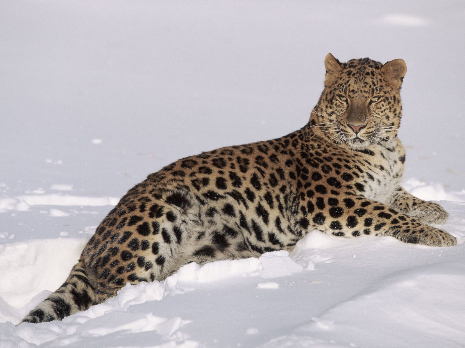 Обои снег, зима, леопард, хищник, большая кошка, lynn m. stone, snow, winter, leopard, predator, big cat разрешение 3840x2400 Загрузить