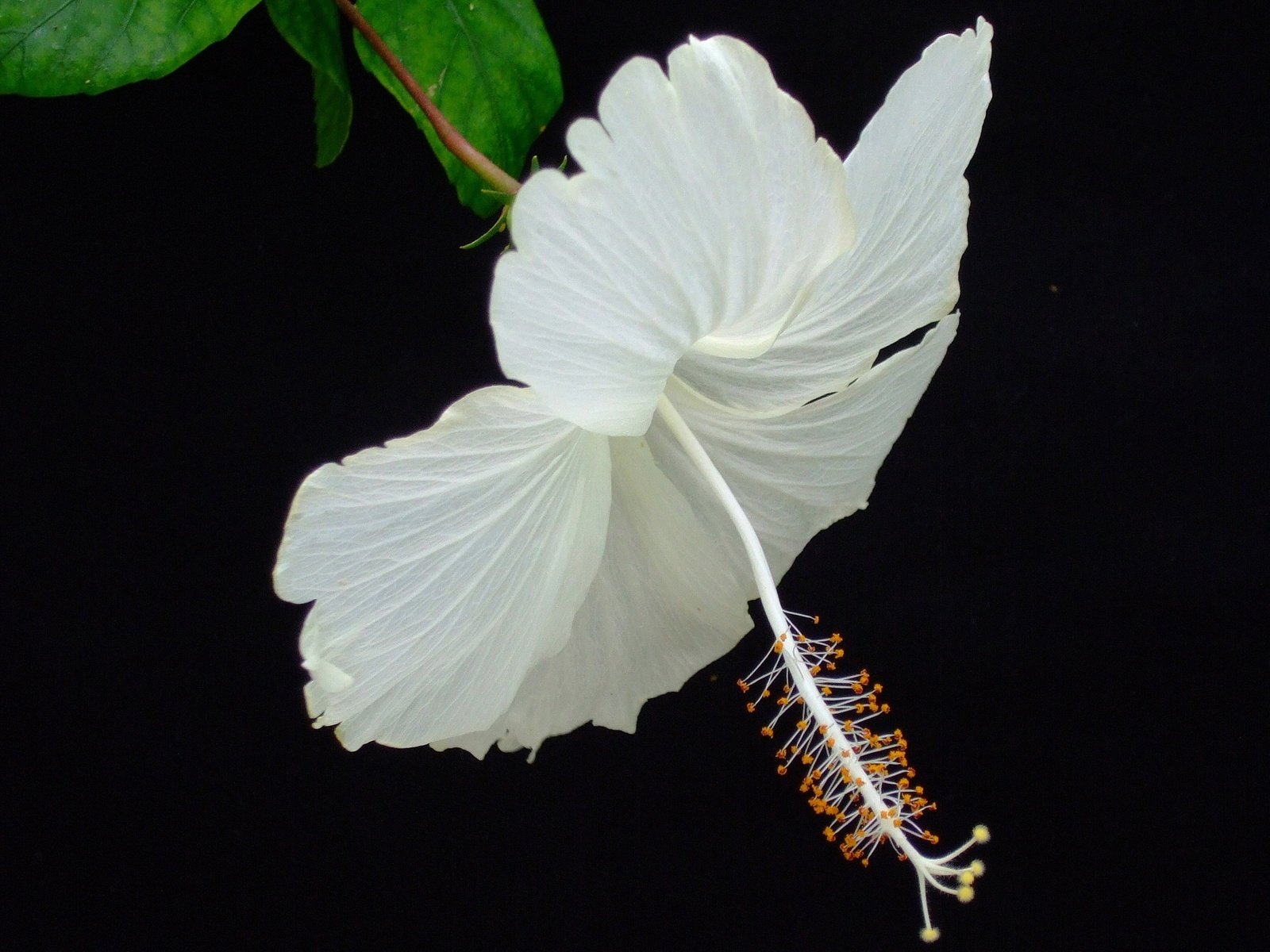 Обои макро, фон, цветок, лепестки, черный фон, гибискус, macro, background, flower, petals, black background, hibiscus разрешение 2880x1780 Загрузить