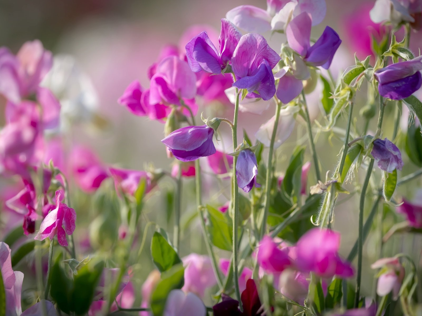 Обои лето, розовый, душистый горошек, summer, pink, sweet peas разрешение 2048x1365 Загрузить