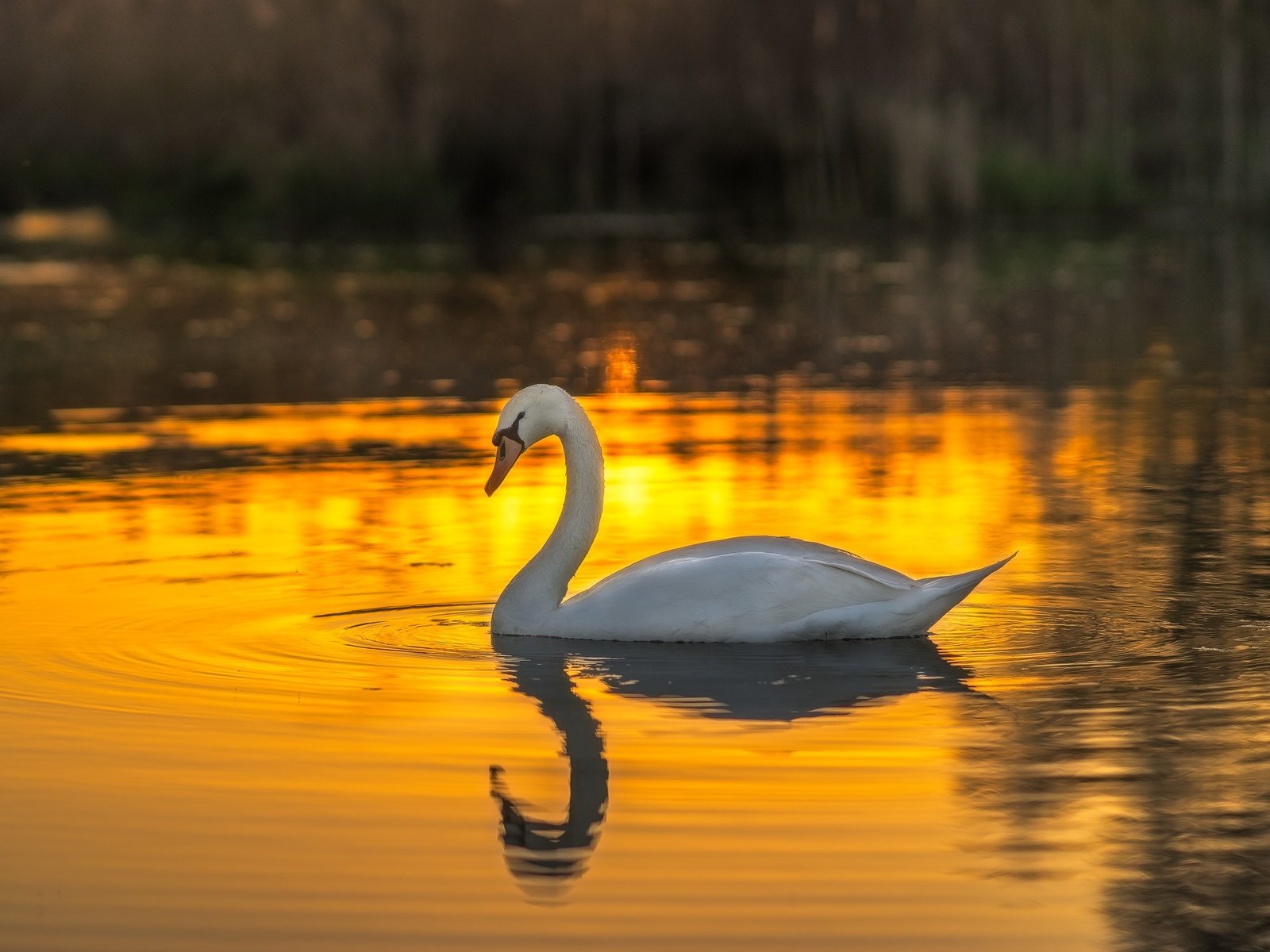 Обои вода, закат, белый, птица, лебедь, шипун, water, sunset, white, bird, swan, mute разрешение 2048x1365 Загрузить