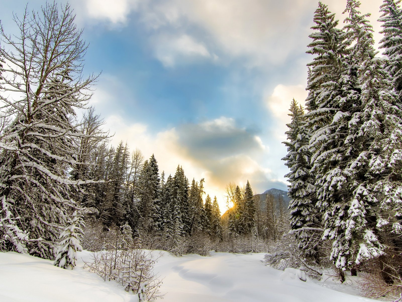 Обои небо, облака, деревья, снег, природа, лес, зима, the sky, clouds, trees, snow, nature, forest, winter разрешение 2880x1800 Загрузить