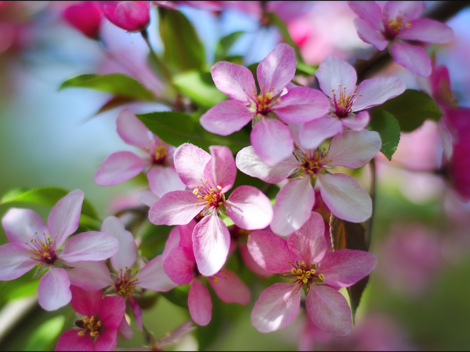 Обои цветы, природа, цветение, весна, яблоня, flowers, nature, flowering, spring, apple разрешение 2500x1655 Загрузить