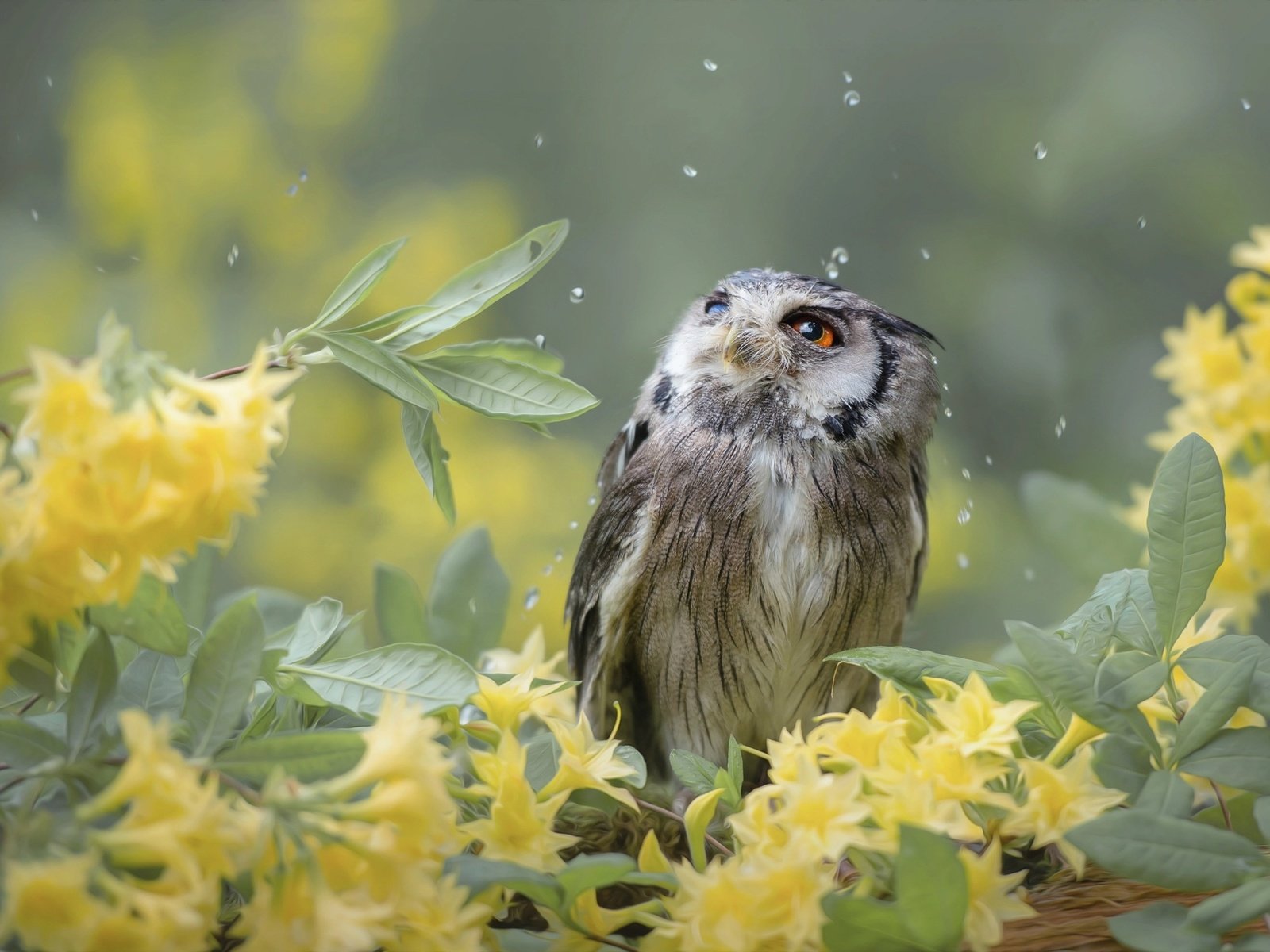 Обои цветы, tanja brandt, сова, природа, листья, ветки, капли, птица, птицы мира, flowers, owl, nature, leaves, branches, drops, bird, birds of the world разрешение 2048x1382 Загрузить